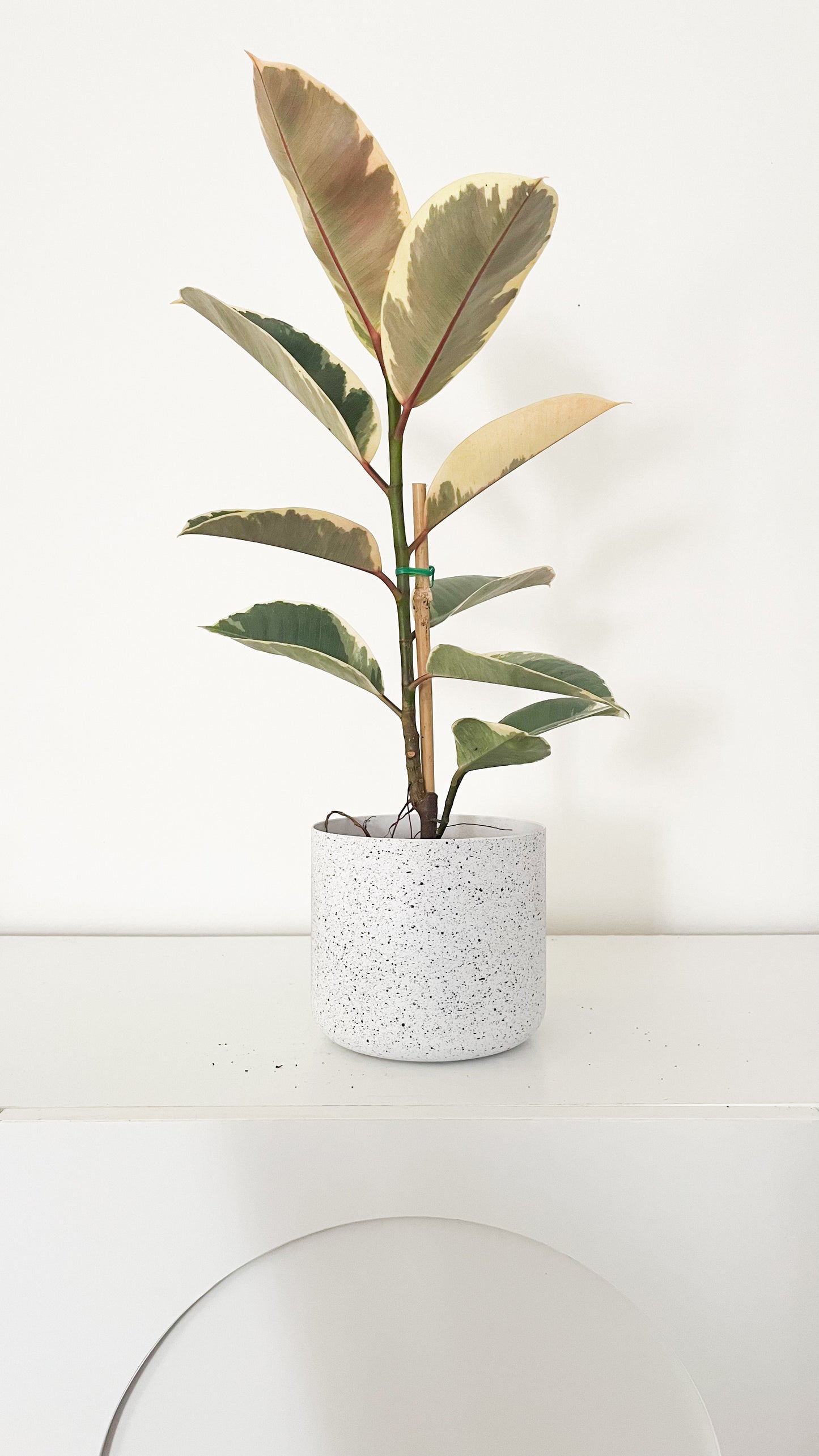 Ficus Elastica Tineke