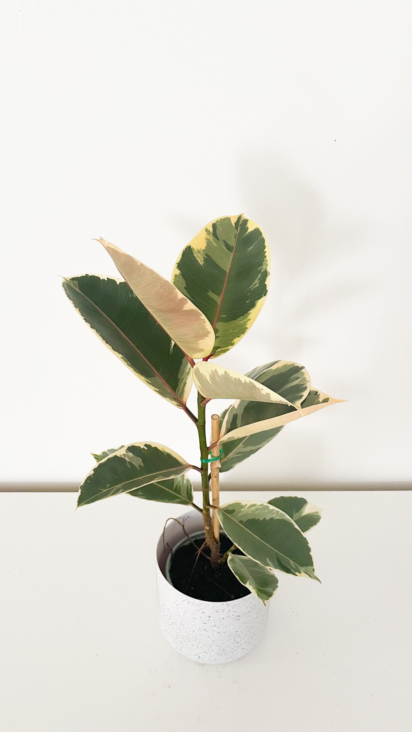 Ficus Elastica Tineke