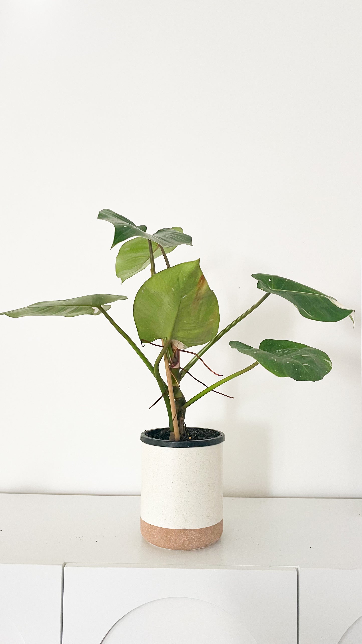 Philodendron White Princess