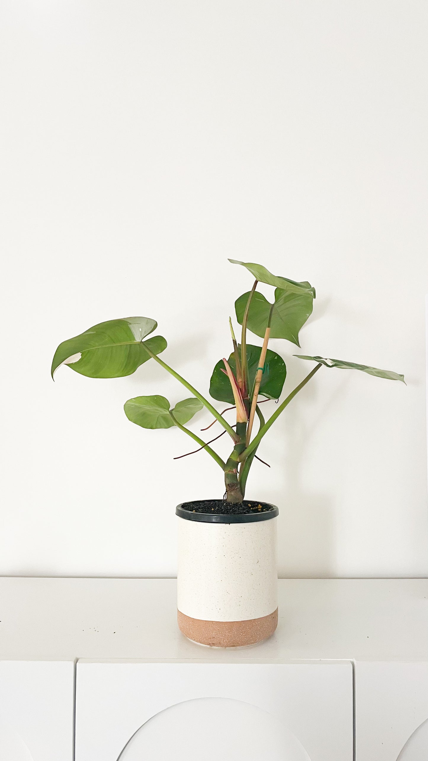Philodendron White Princess