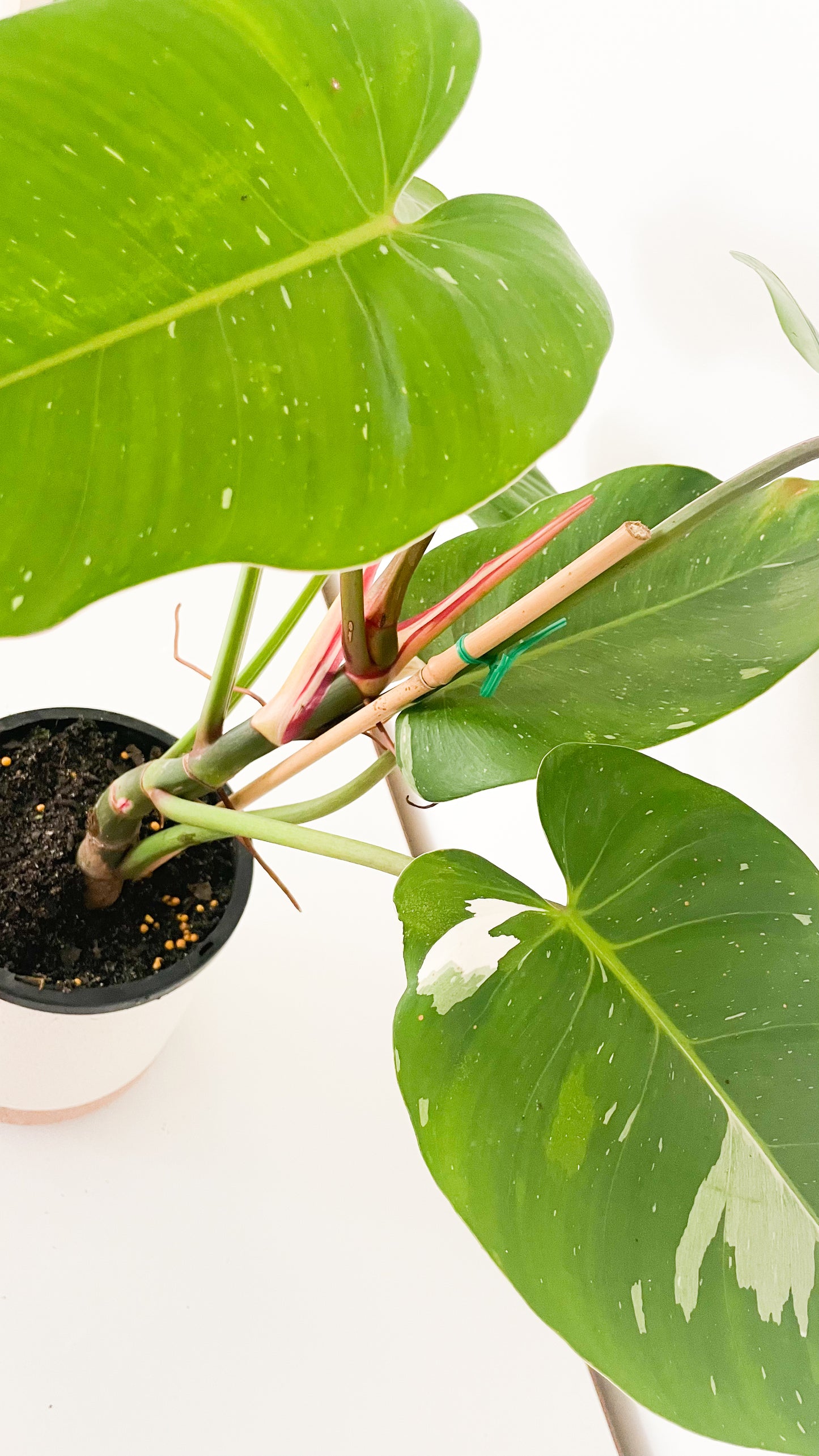Philodendron White Princess
