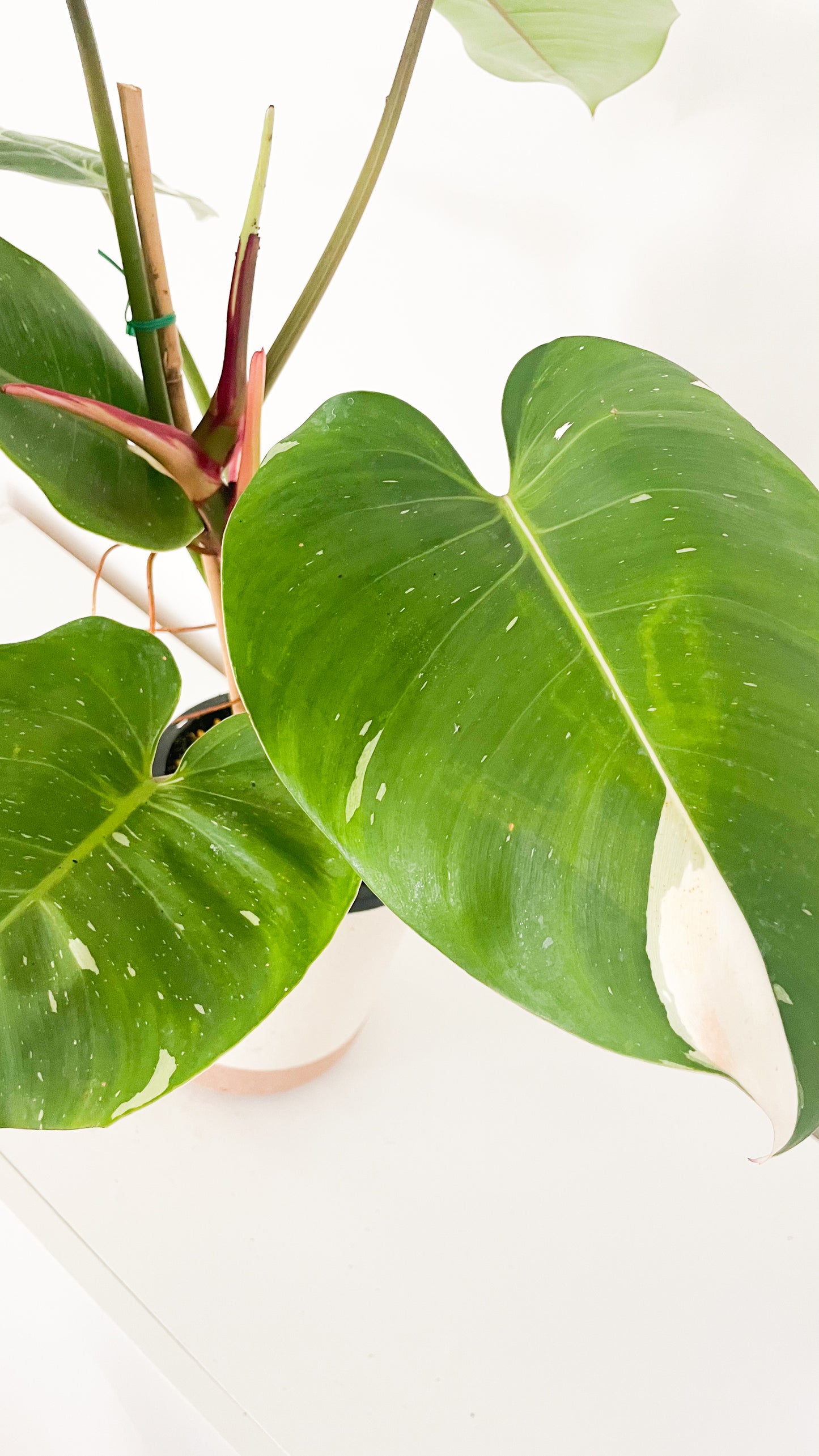 Philodendron White Princess