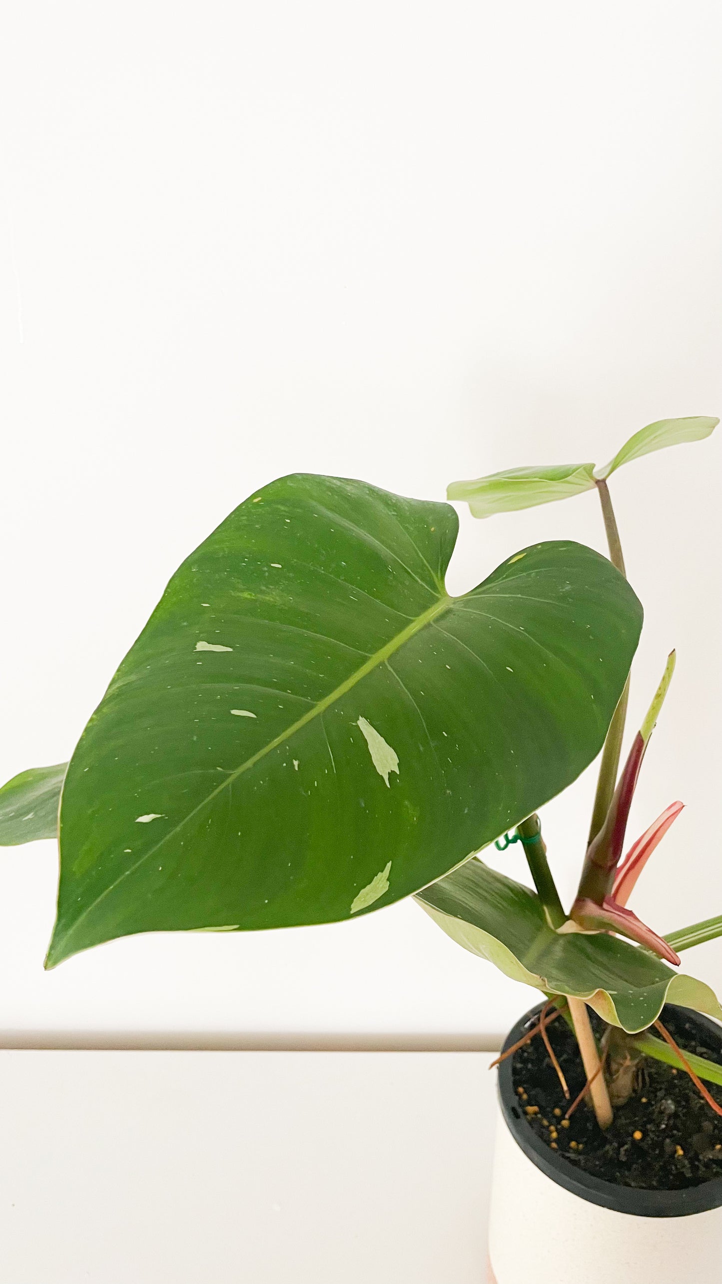 Philodendron White Princess