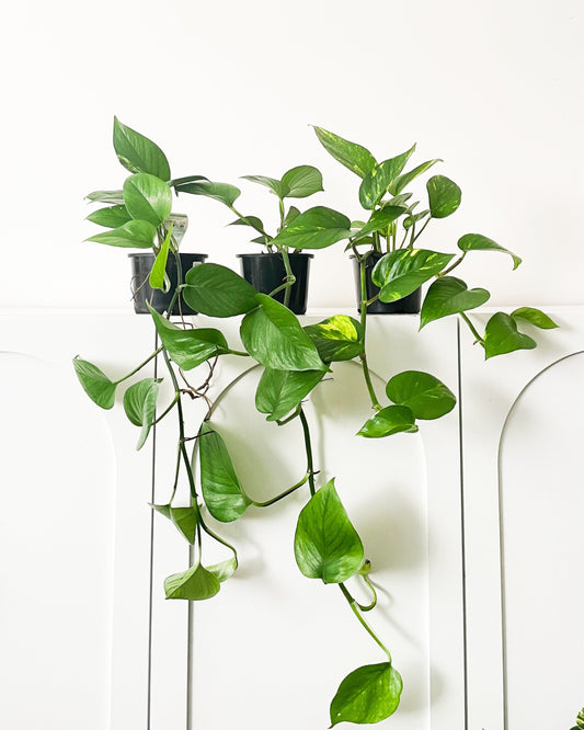 Devils Ivy free delivery