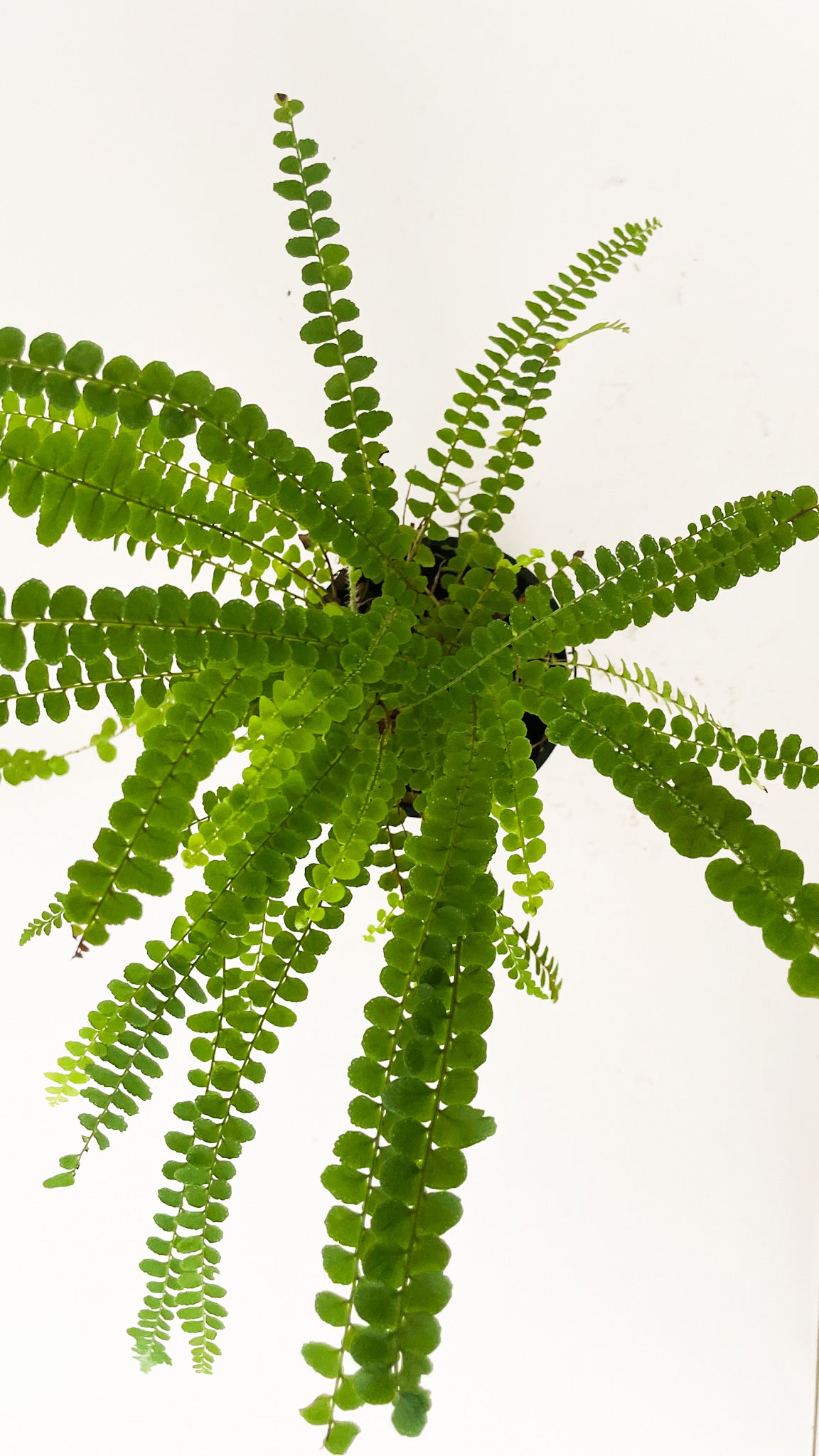 Lemon Button Fern (Nephrolepis cordifolia 'Duffii)