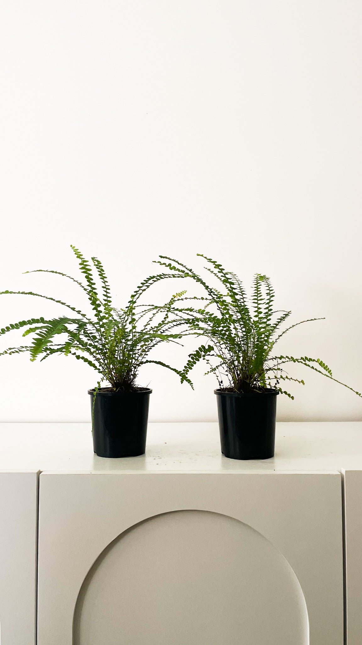 Lemon Button Fern (Nephrolepis cordifolia 'Duffii)