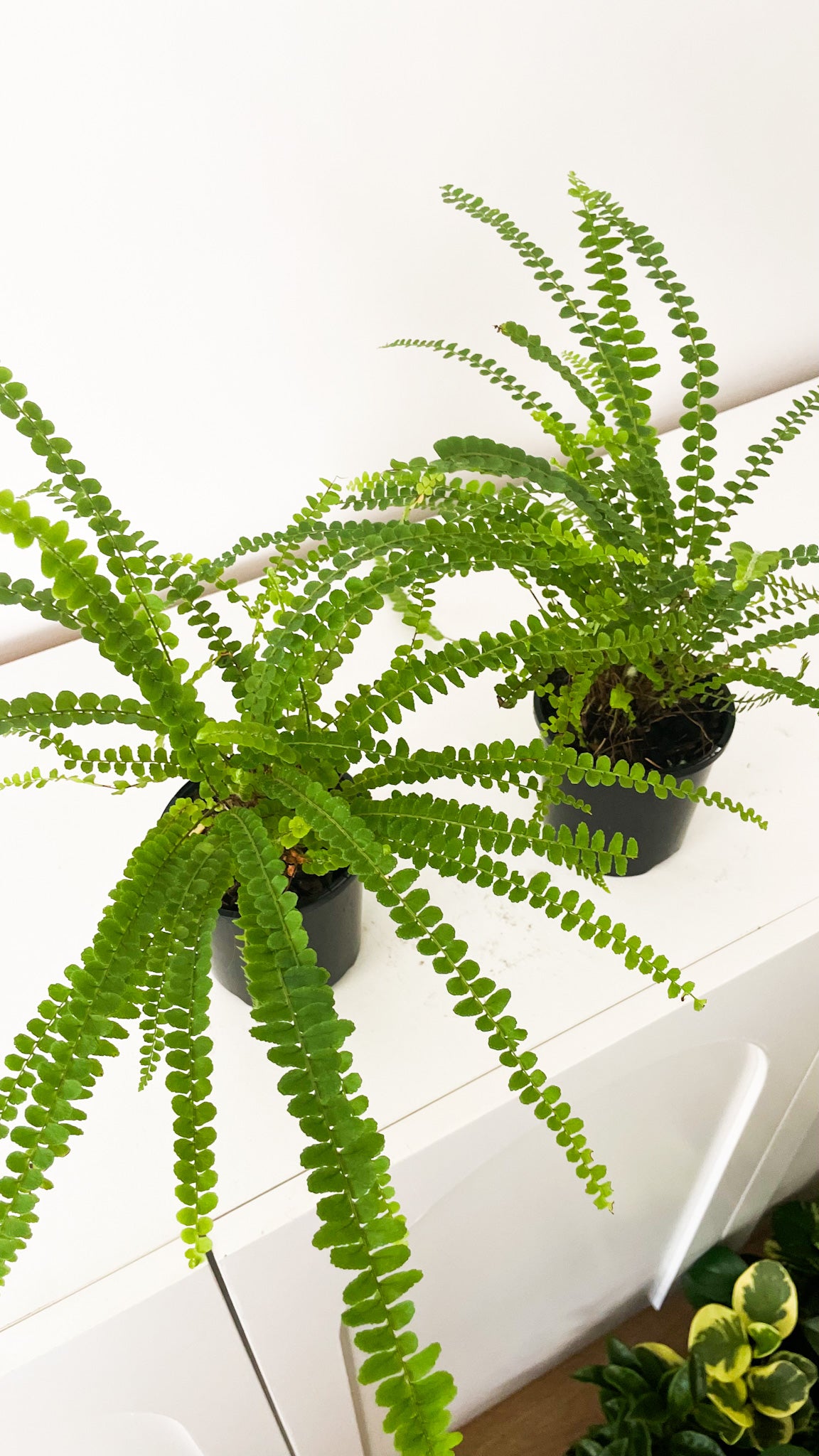 Lemon Button Fern (Nephrolepis cordifolia 'Duffii)