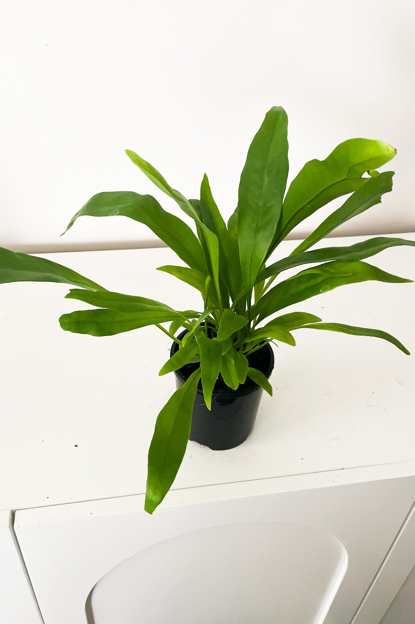 Kangaroo fern