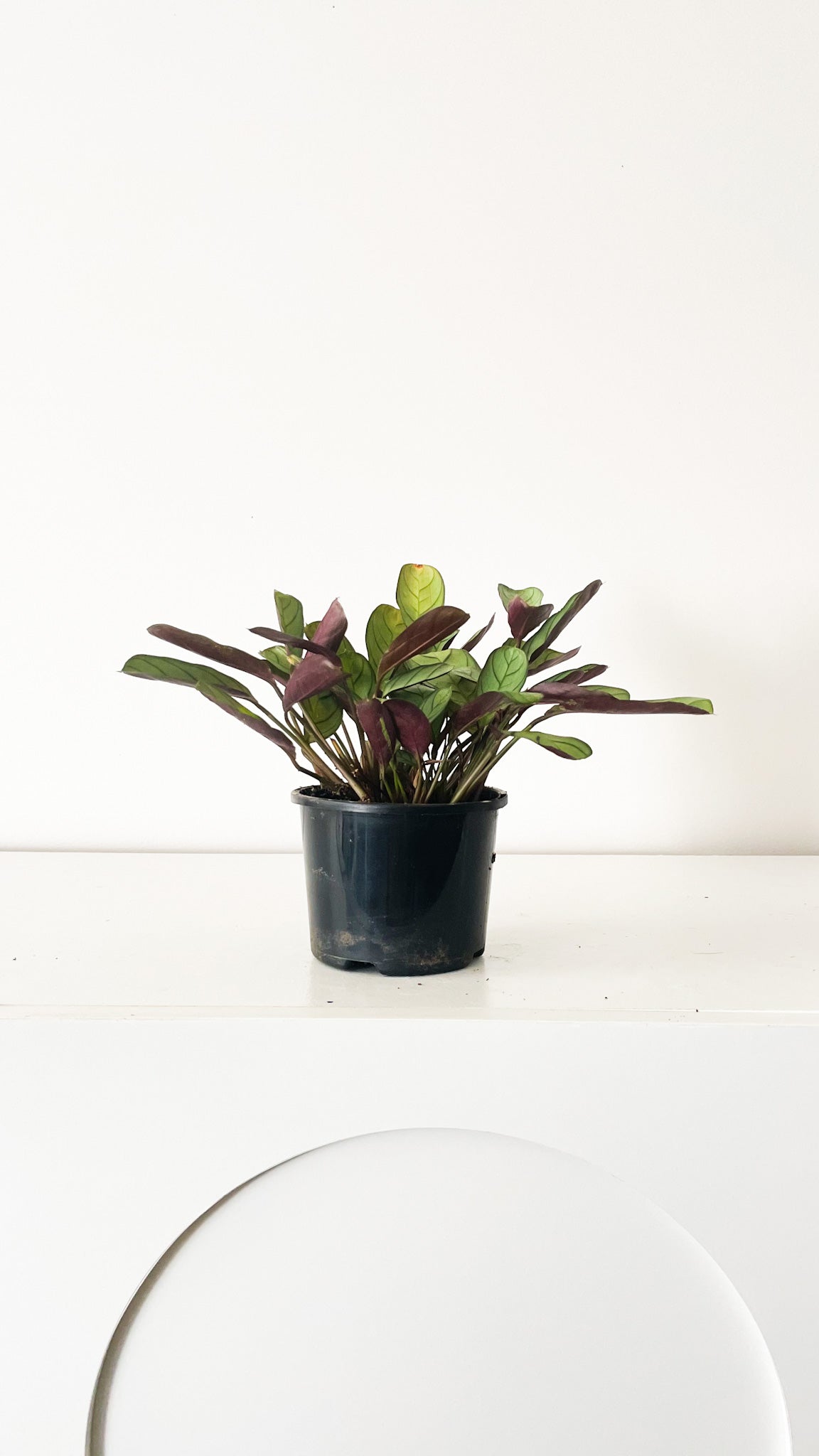 Never Never Plant or Fishbone Plant - Ctenanthe burle-marxii Amagris