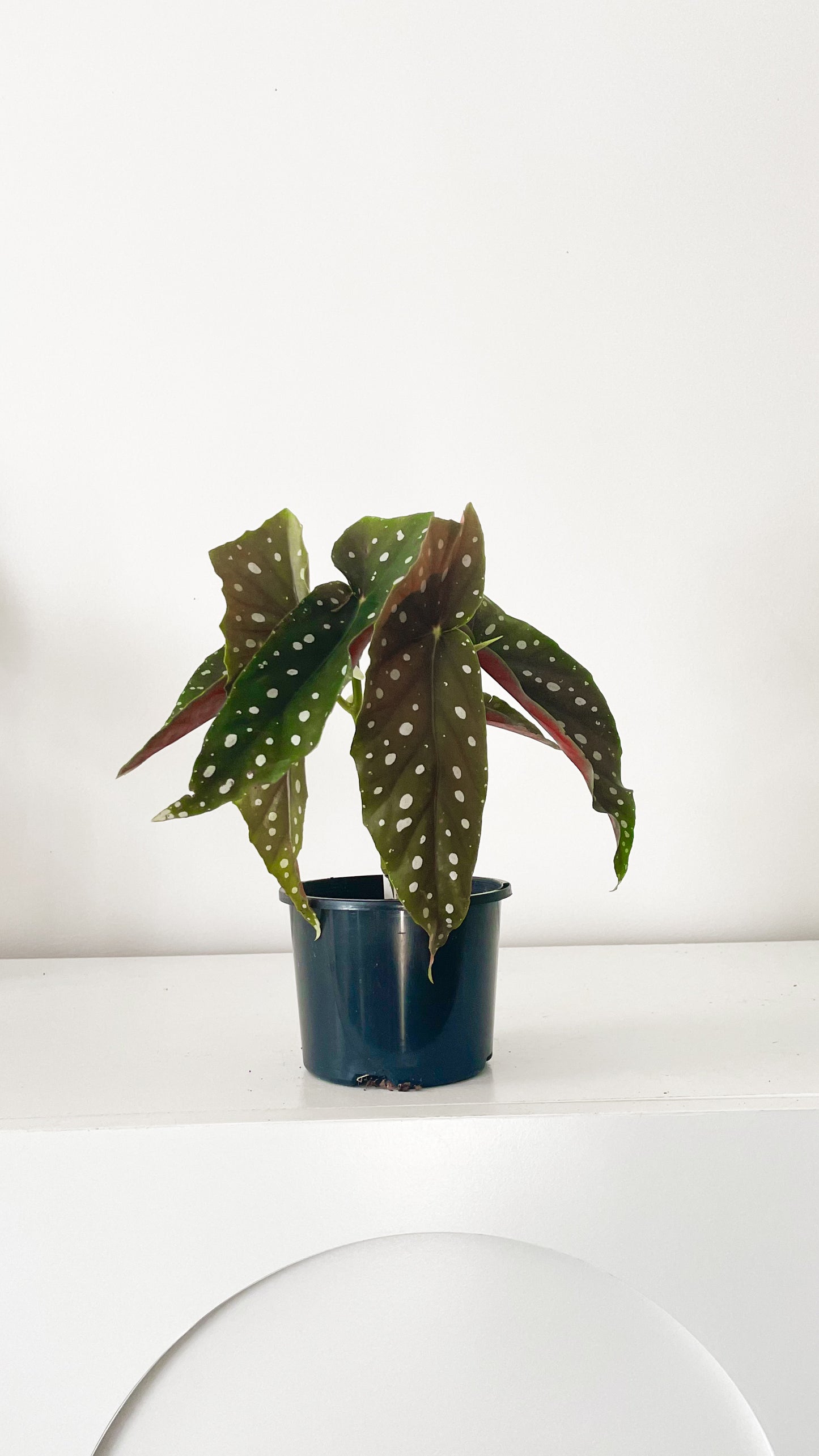 Polka Dot Begonia Maculata
