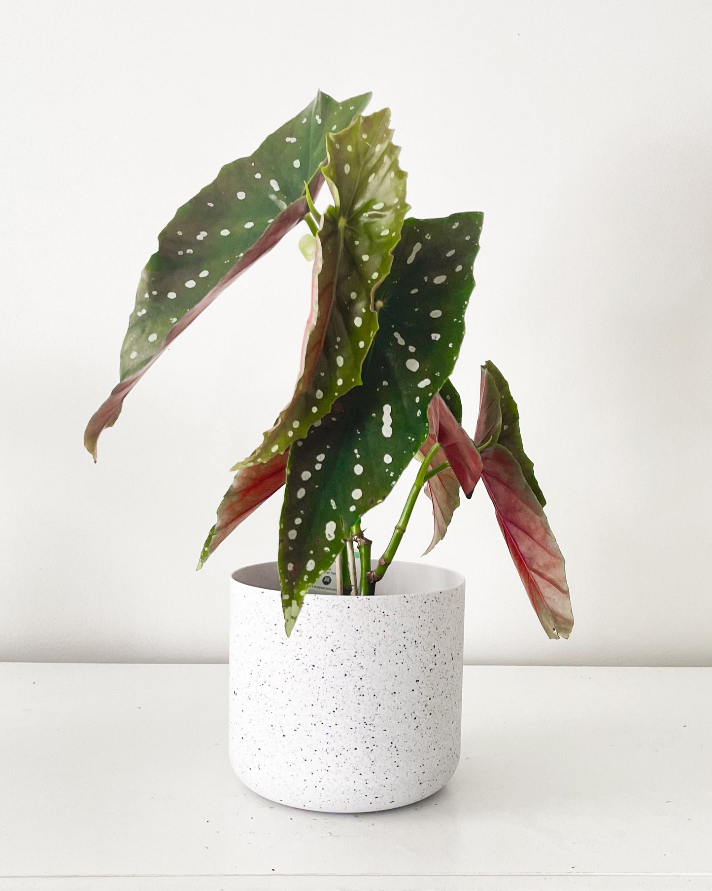 Polk Dot Begonia