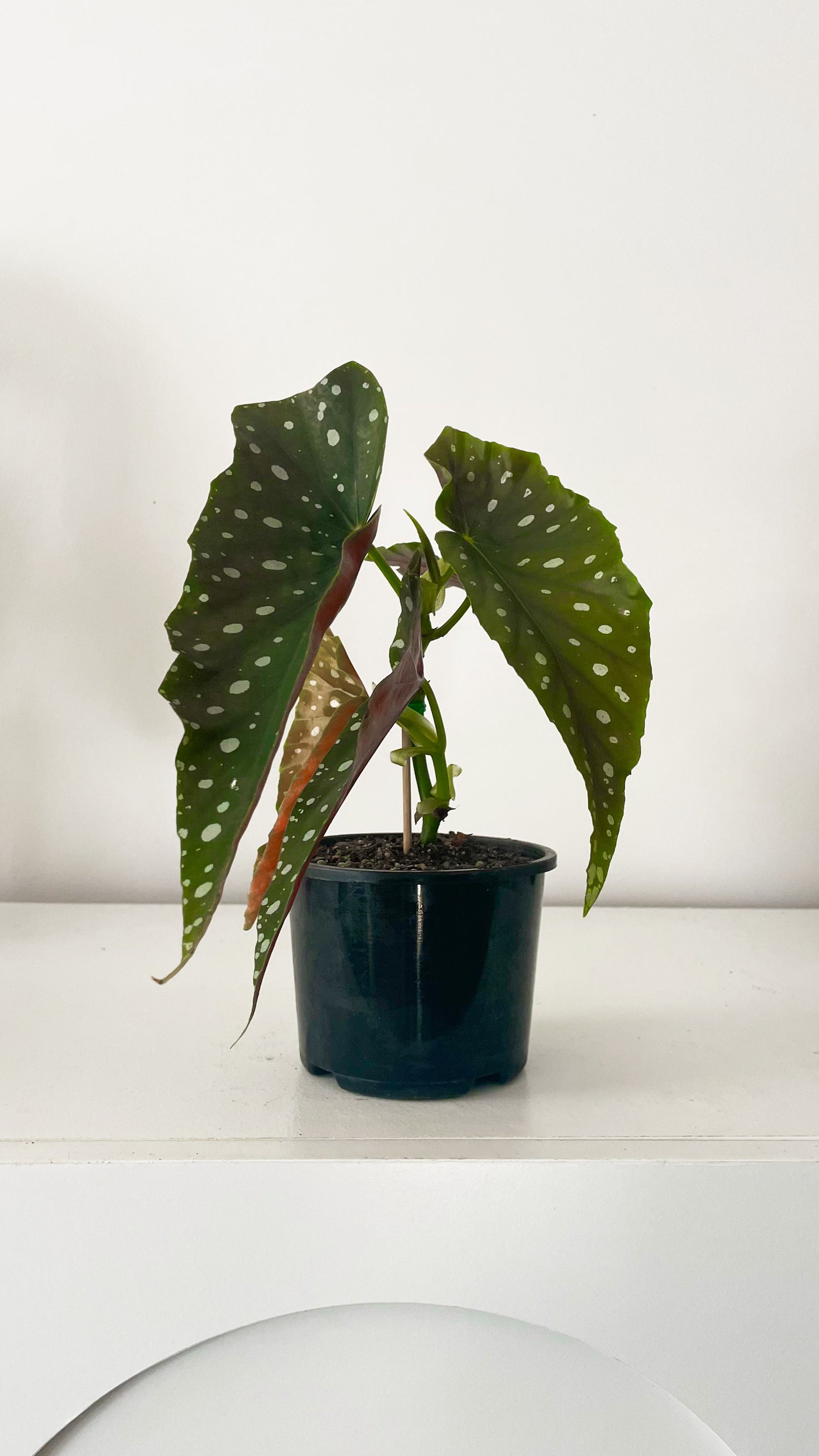 Polka Dot Begonia Maculata