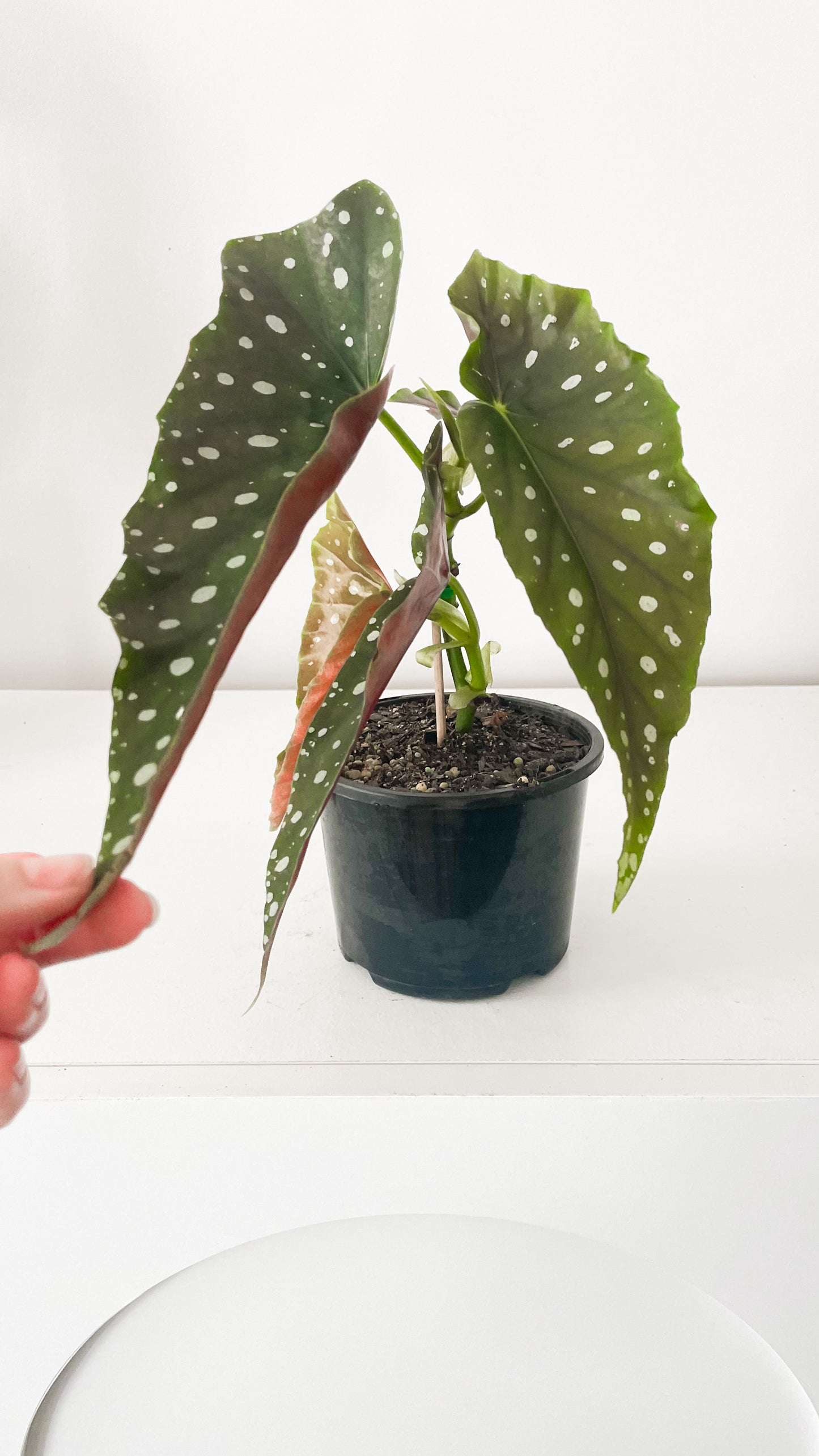 Polka Dot Begonia Maculata