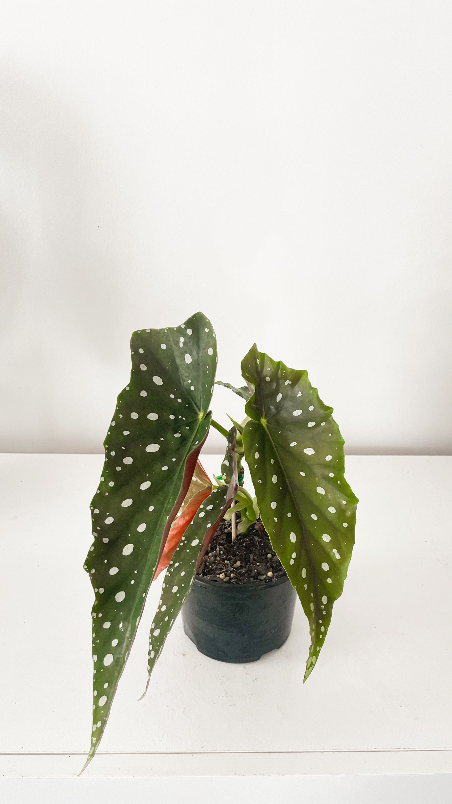 Polka Dot Begonia Maculata