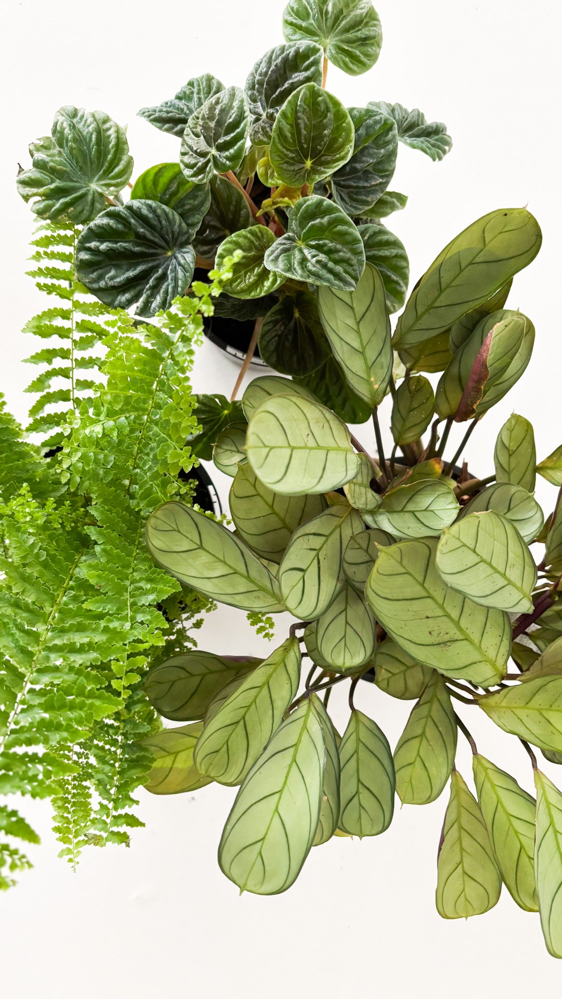 Pet Friendly Bundle (3x Medium Plants) - Free Delivery
