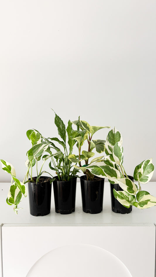 variegated plant pack free delivery