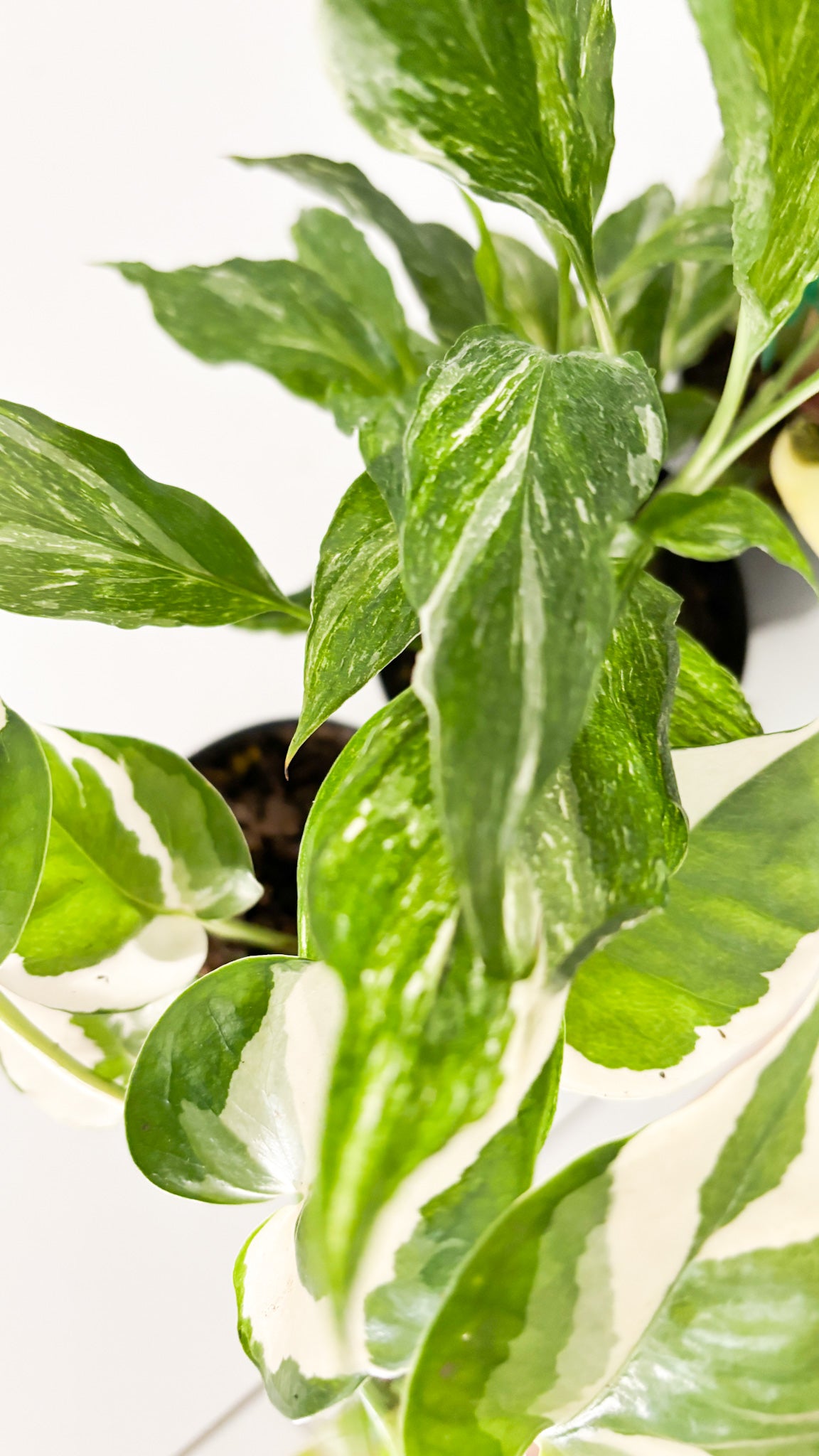 variegated peace lily