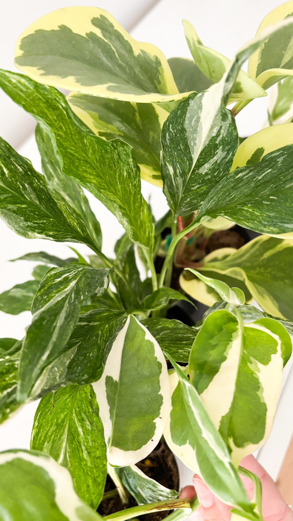 pothos snow queen and Spathiphyllum 'Domino'