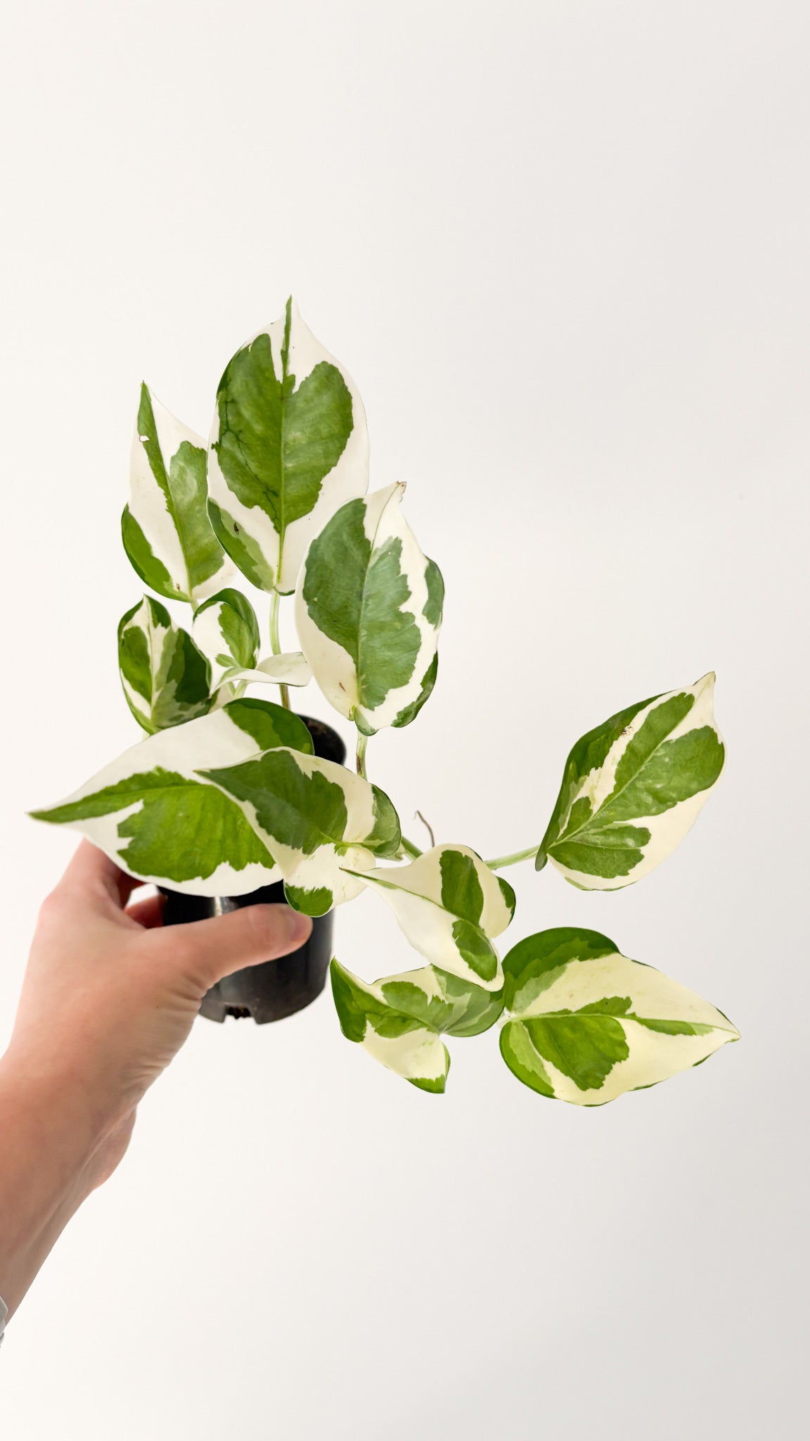 snow queen pothos
