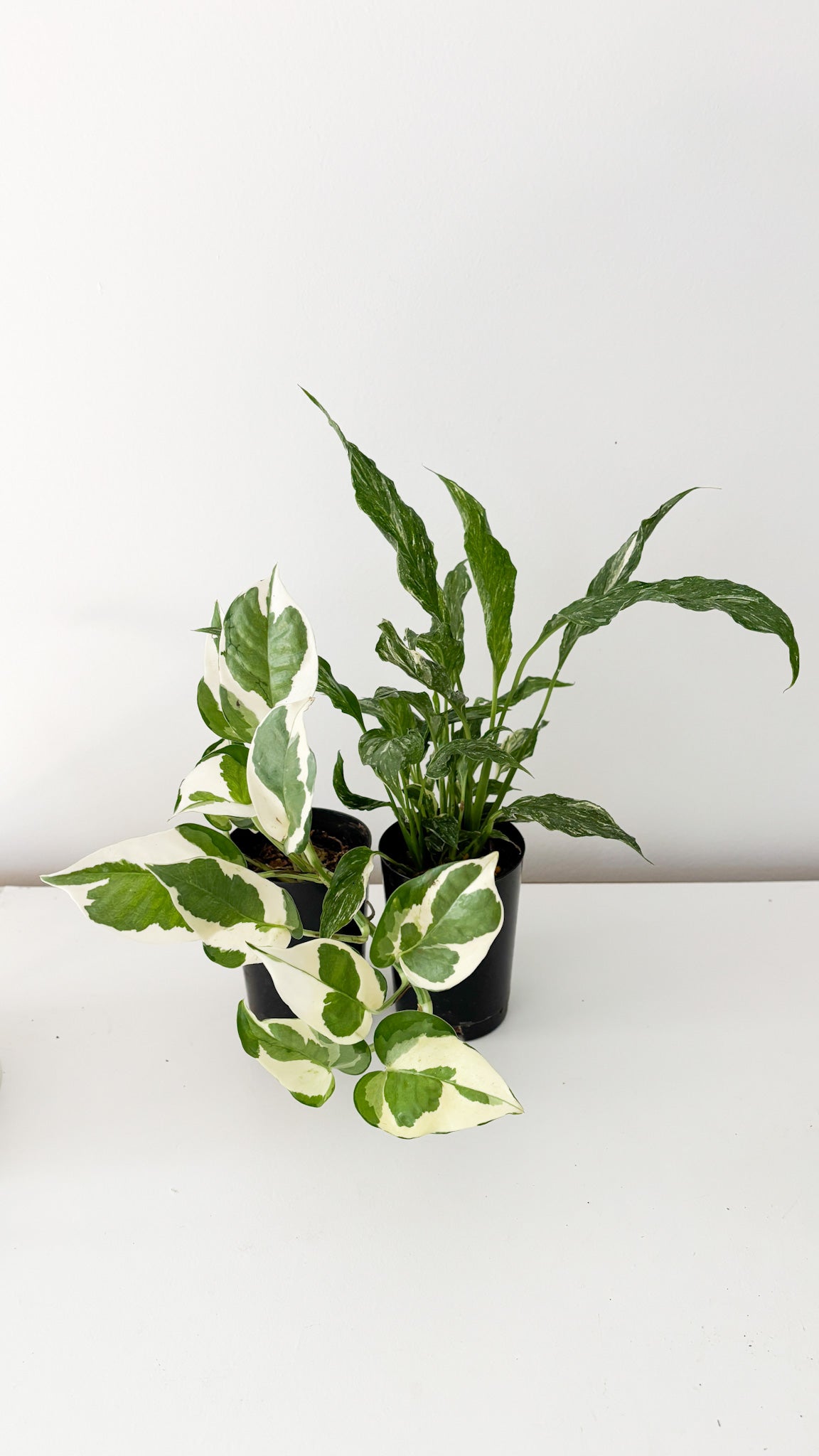 Spathiphyllum 'Domino' and pothos snow queen free delivery