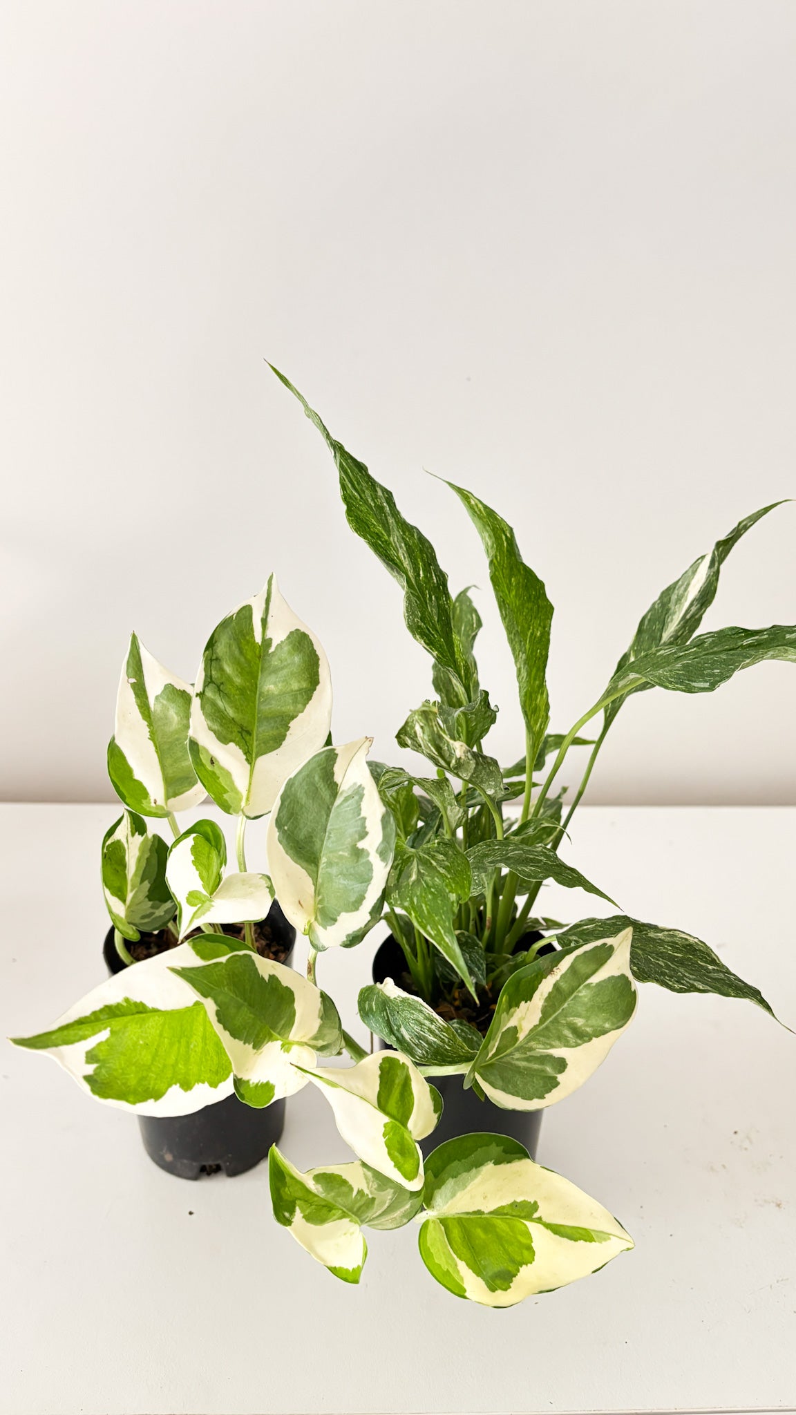Spathiphyllum 'Domino' and pothos snow queen free delivery