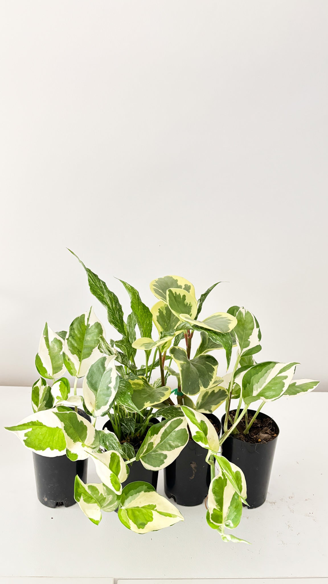 Variegated pothos plants in black pots on a white surface with a white background