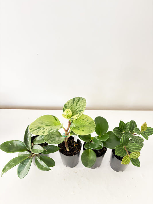 Pet Friendly Bundle (4x Small Plants) - Free Delivery