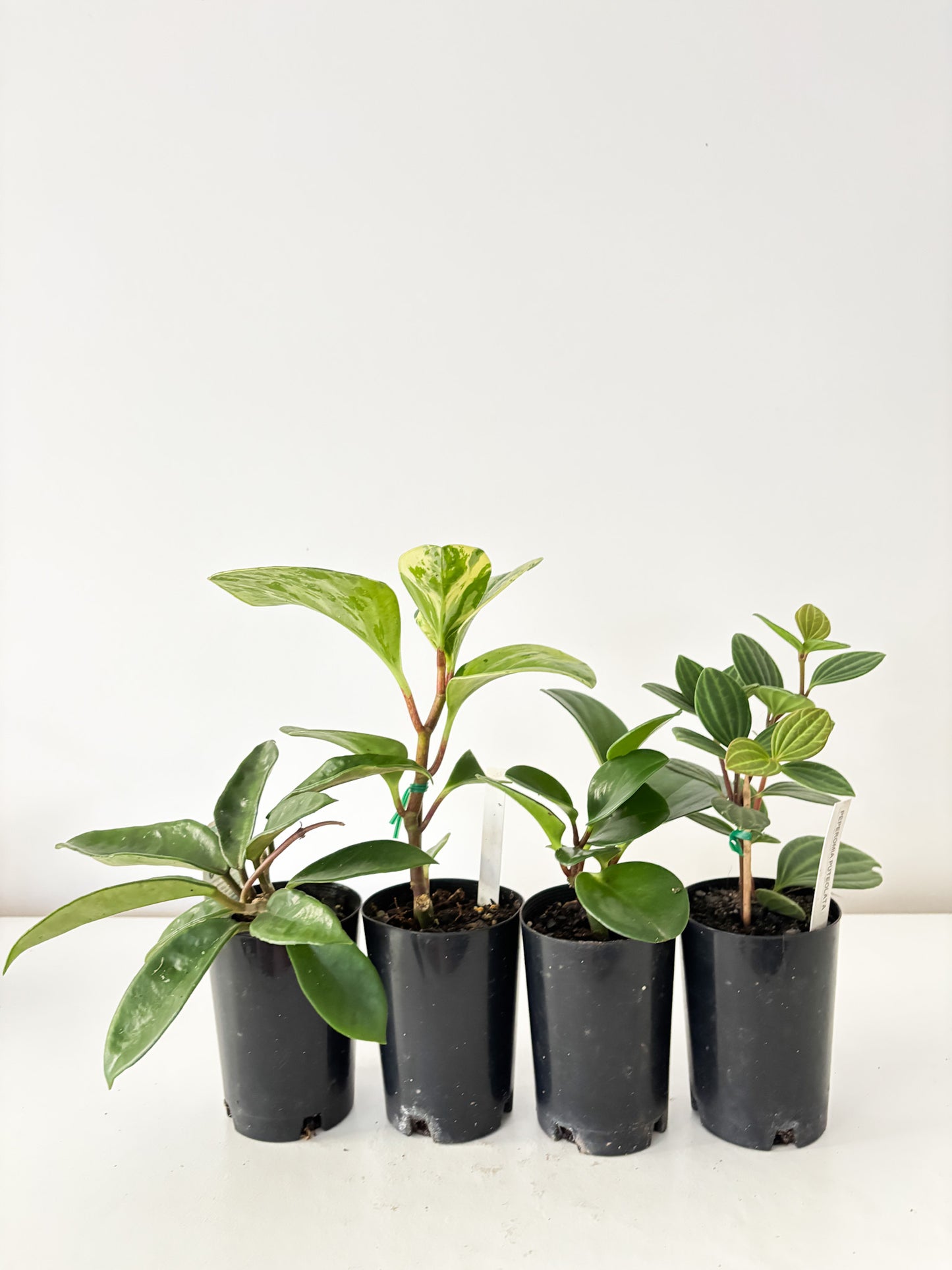 Pet Friendly Bundle (4x Small Plants) - Free Delivery