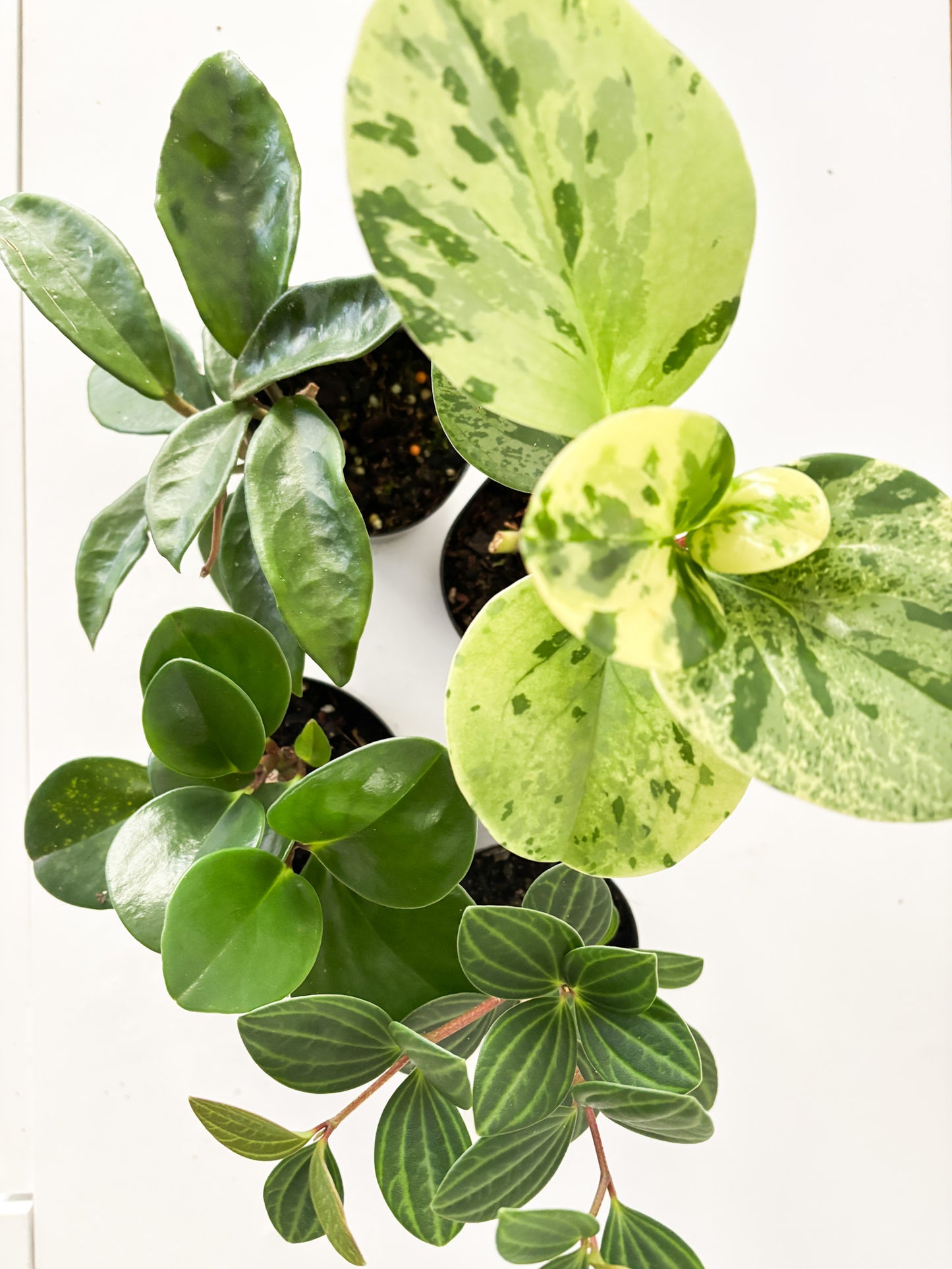 Pet Friendly Bundle (4x Small Plants) - Free Delivery