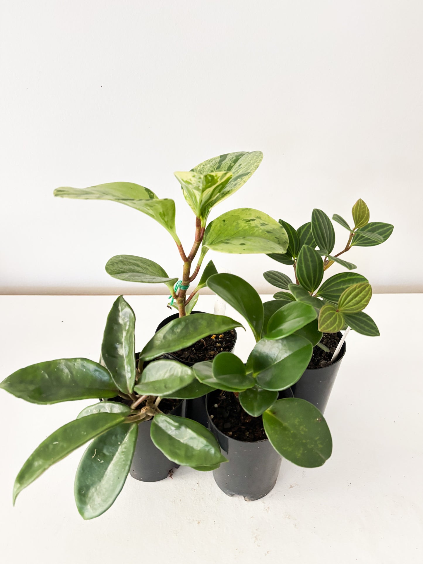 Pet Friendly Bundle (4x Small Plants) - Free Delivery