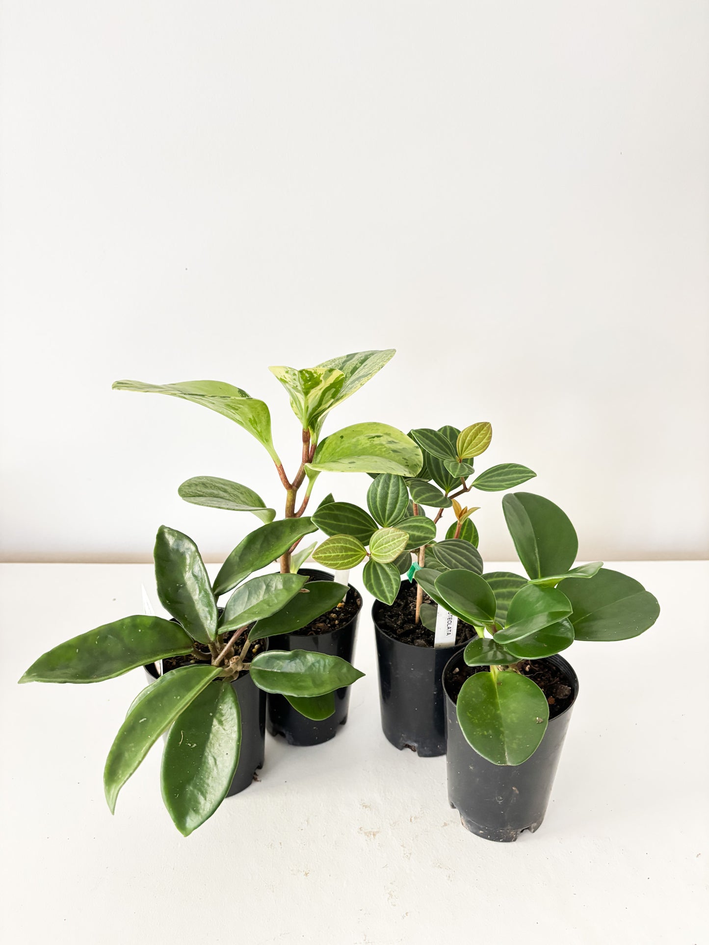 Pet Friendly Bundle (4x Small Plants) - Free Delivery