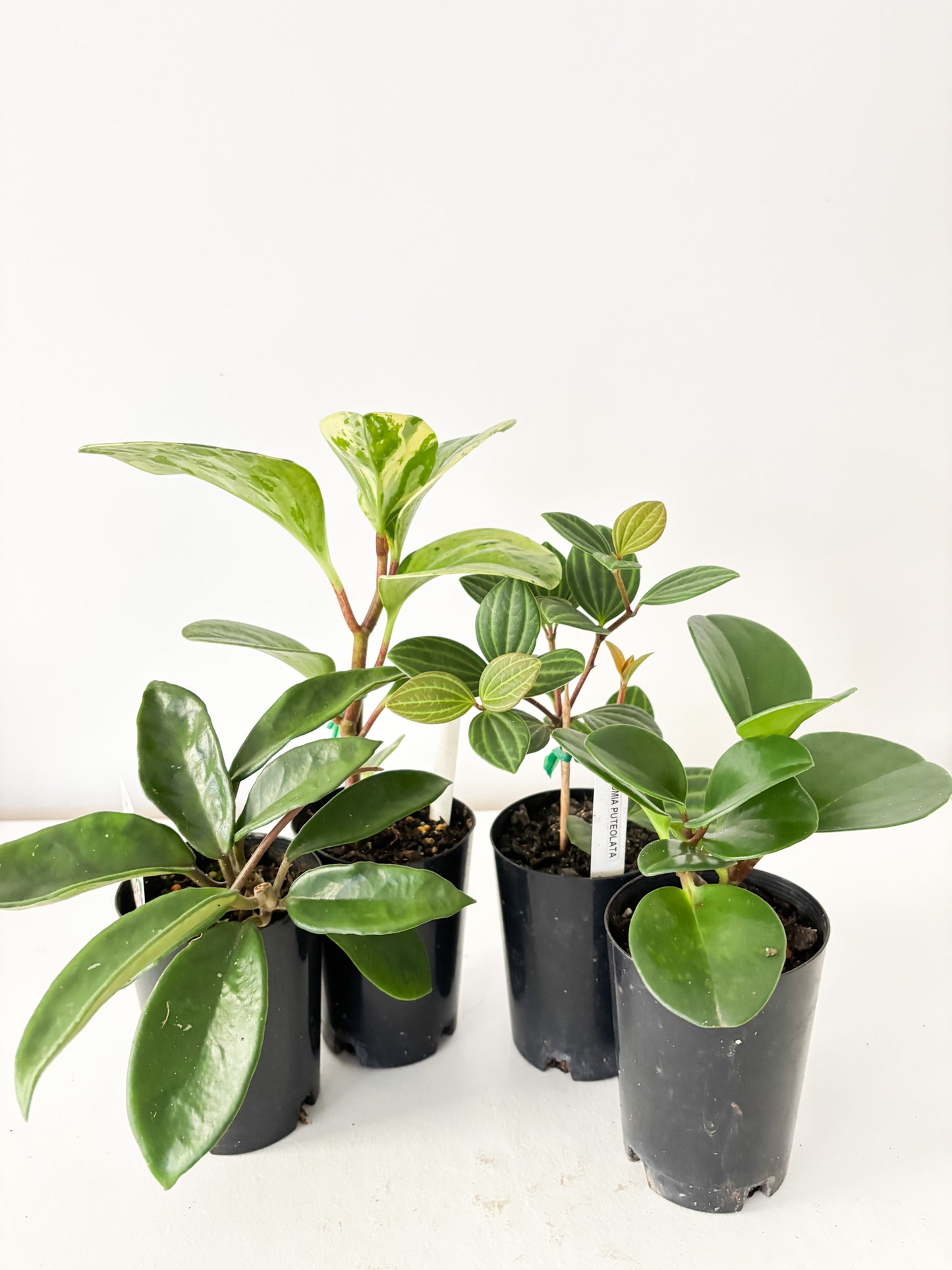 Pet Friendly Bundle (4x Small Plants) - Free Delivery