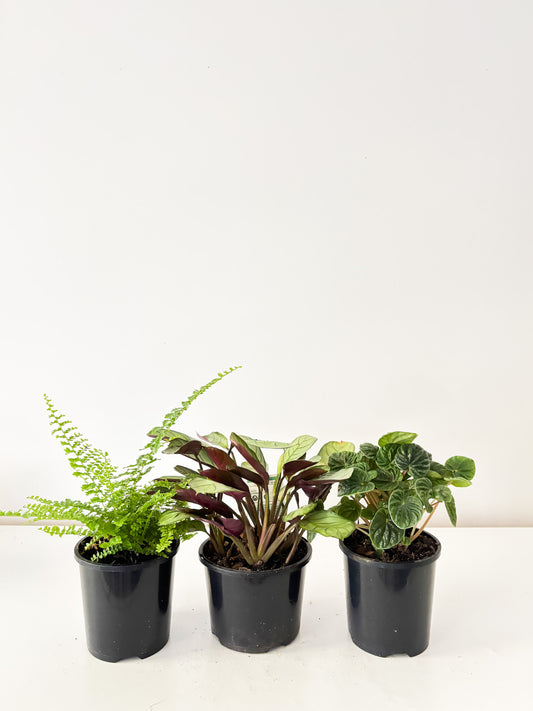 Pet Friendly Bundle (3x Medium Plants) - Free Delivery