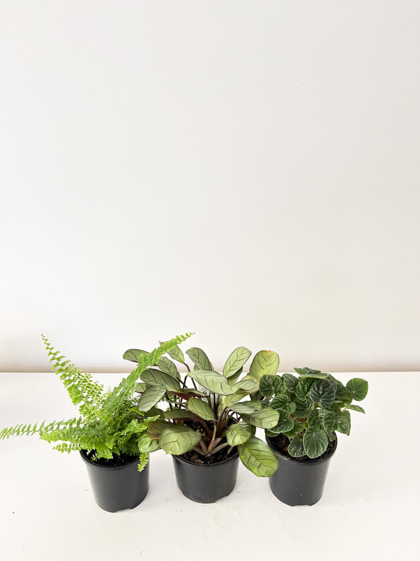 Pet Friendly Bundle (3x Medium Plants) - Free Delivery
