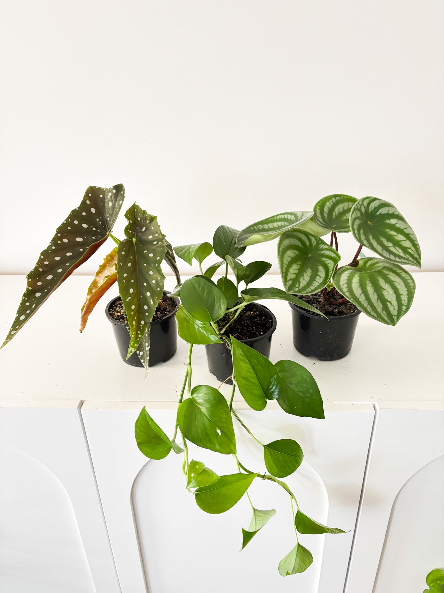 Build Your Own Bundle - 3 plants of your choice