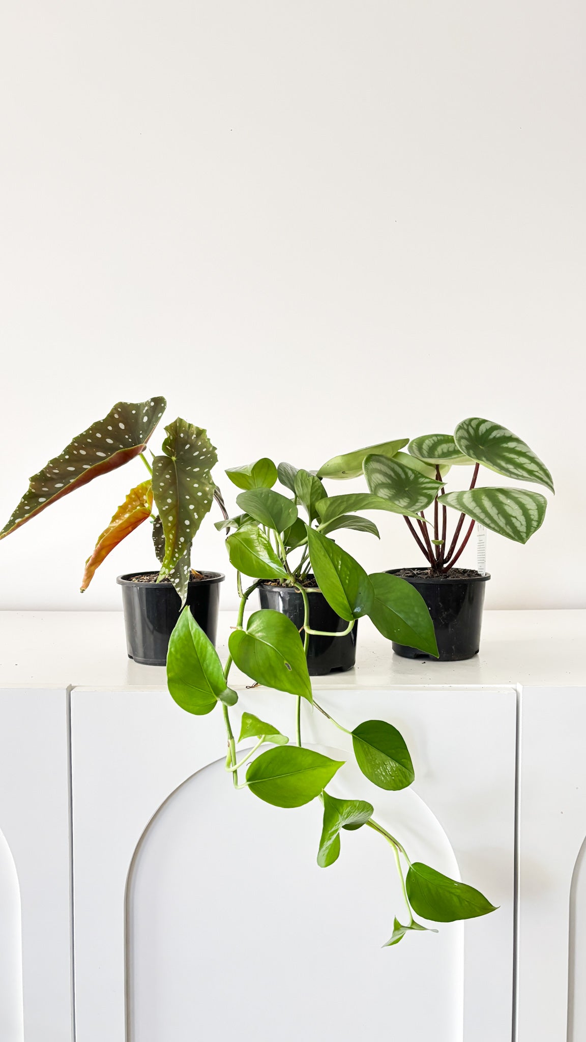 Build Your Own Bundle - 3 plants of your choice