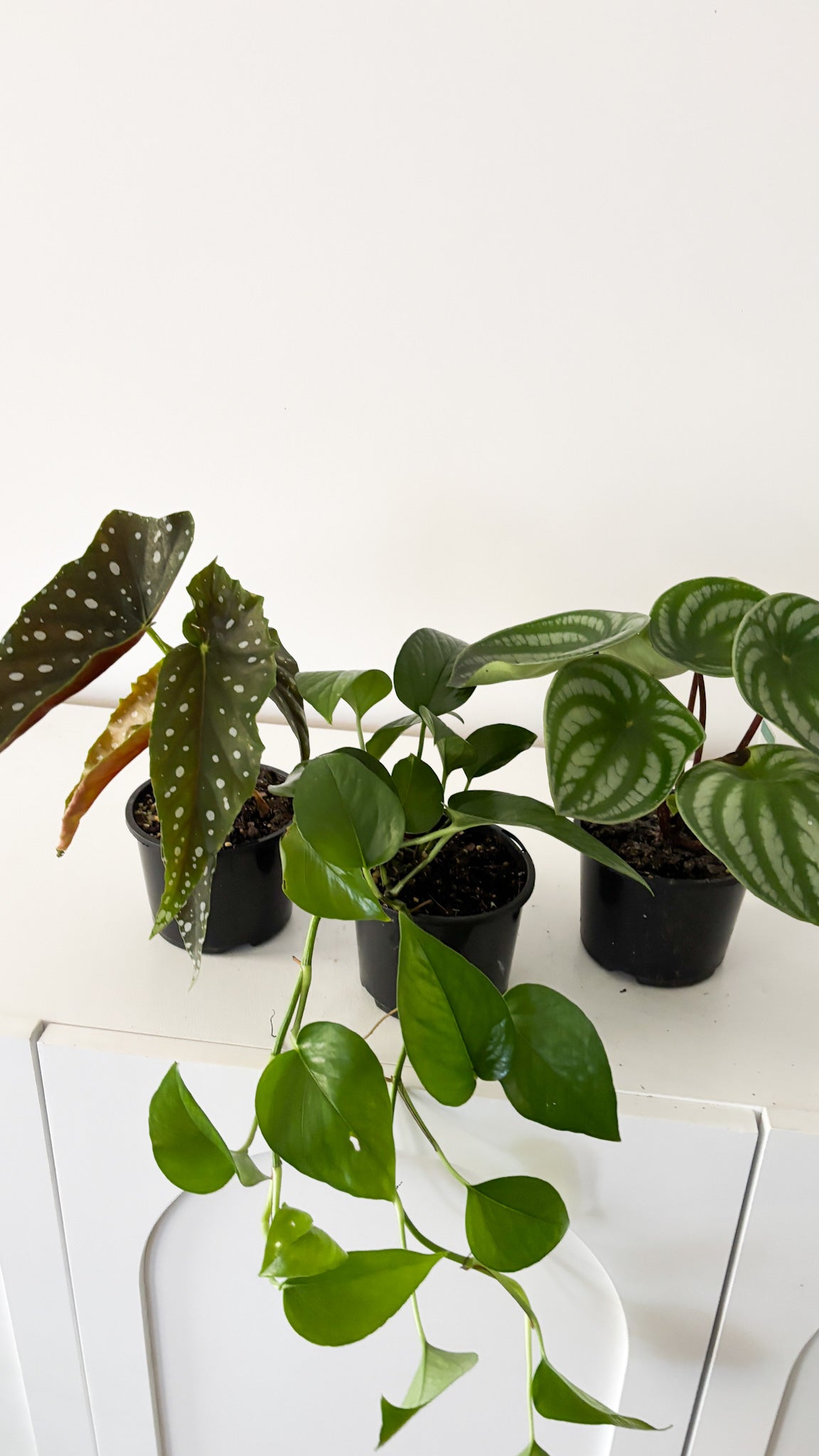 Build Your Own Bundle - 3 plants of your choice