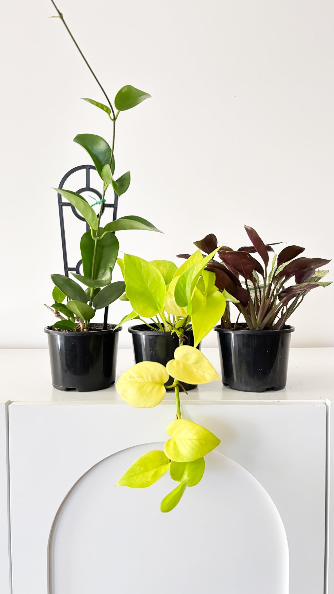 Build Your Own Bundle - 3 plants of your choice