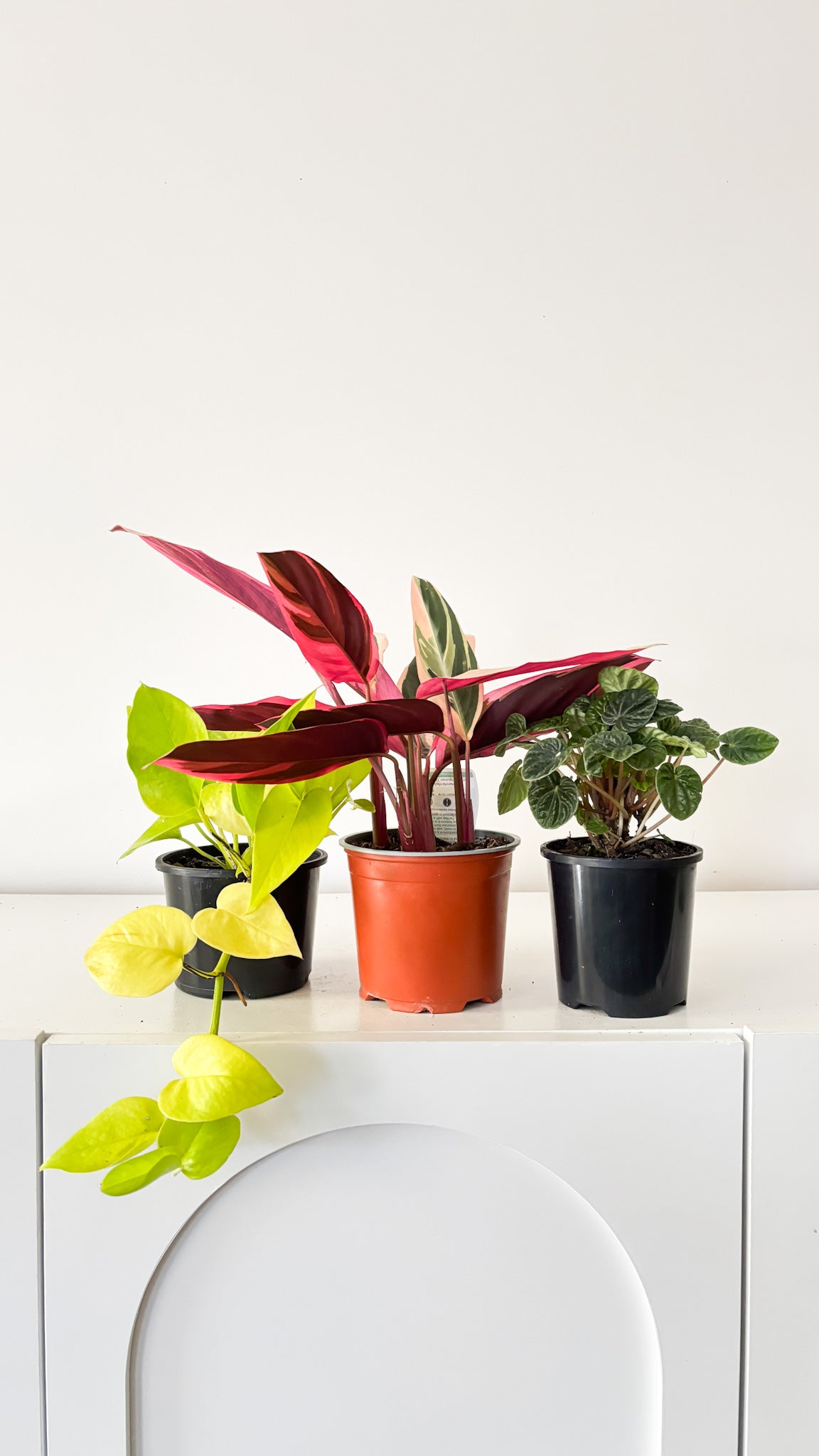 Build Your Own Bundle - 3 plants of your choice