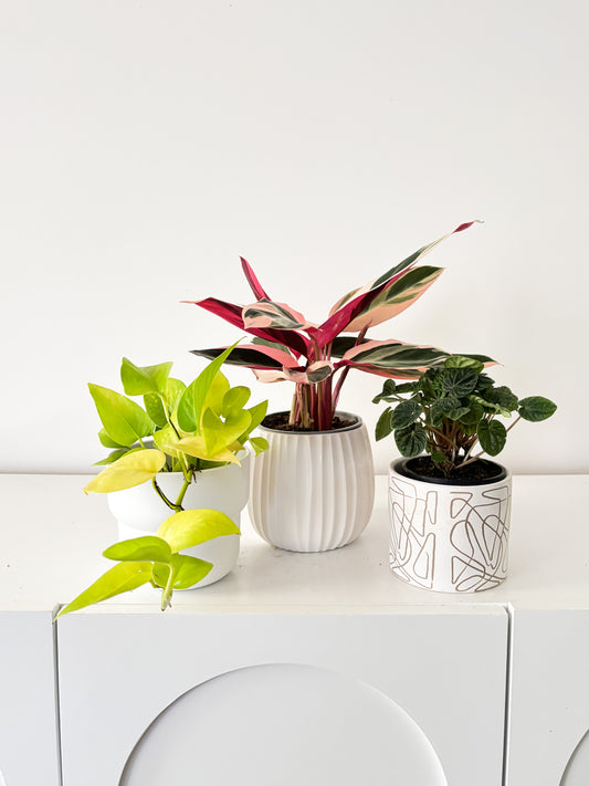 Build Your Own Bundle - 3 plants of your choice