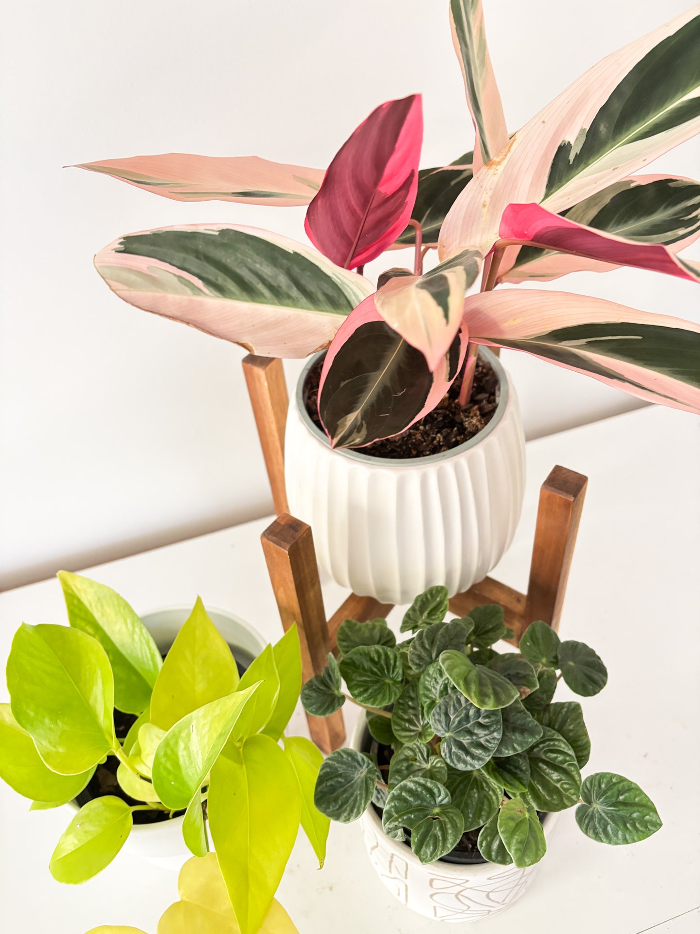 Build Your Own Bundle - 3 plants of your choice