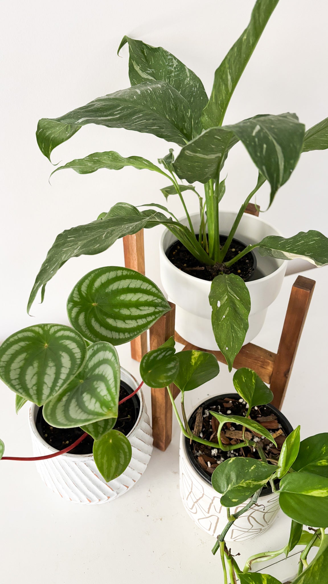 Build Your Own Bundle - 3 plants of your choice