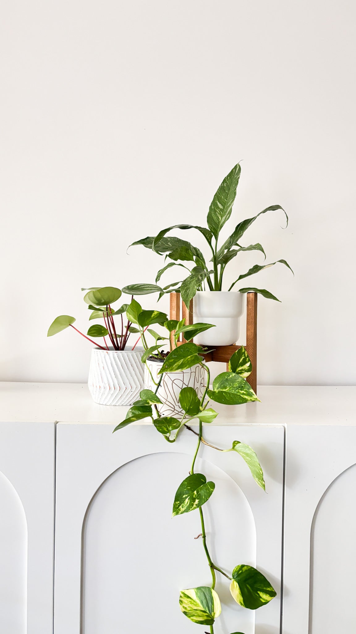 Build Your Own Bundle - 3 plants of your choice
