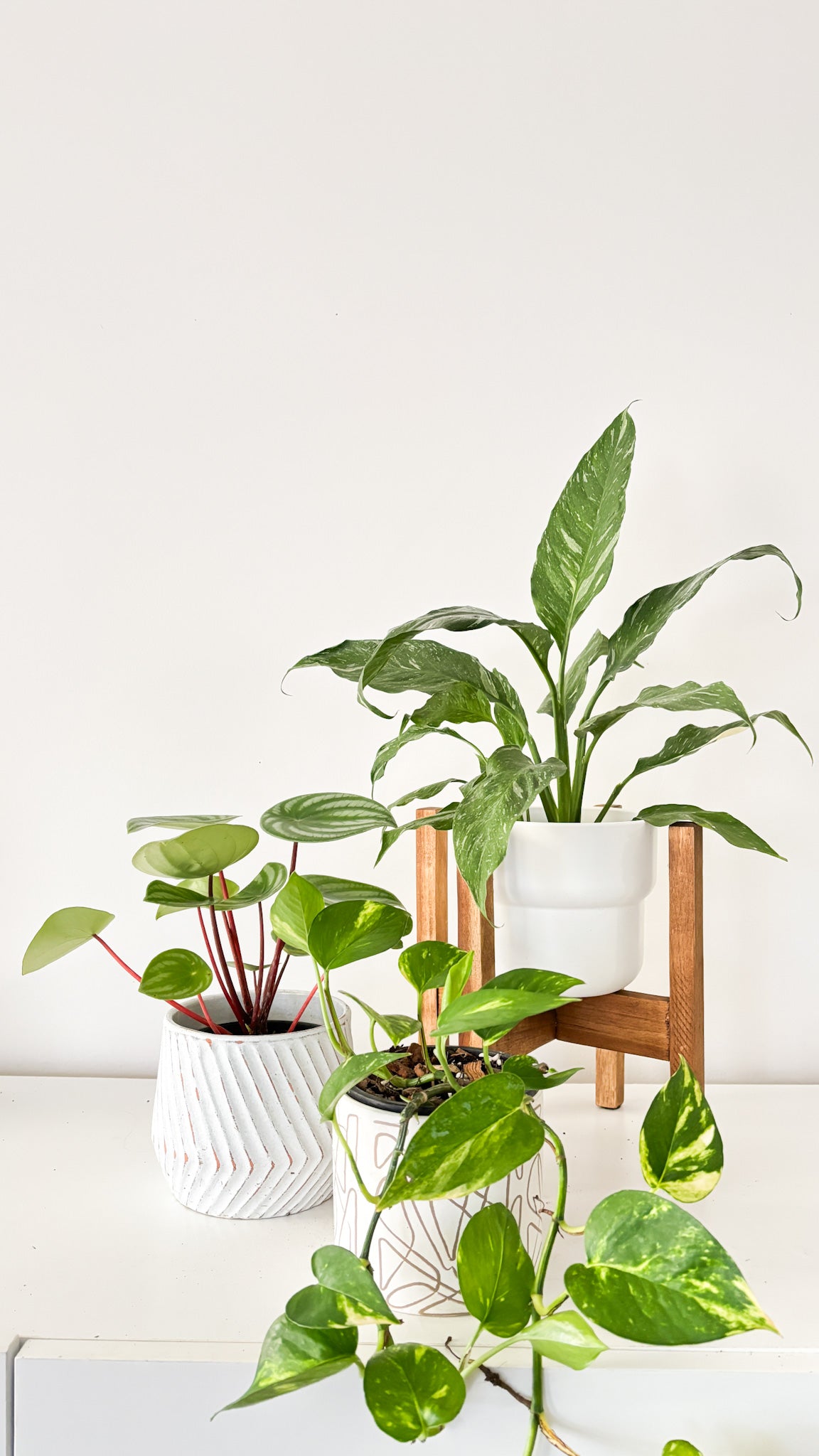 Build Your Own Bundle - 3 plants of your choice
