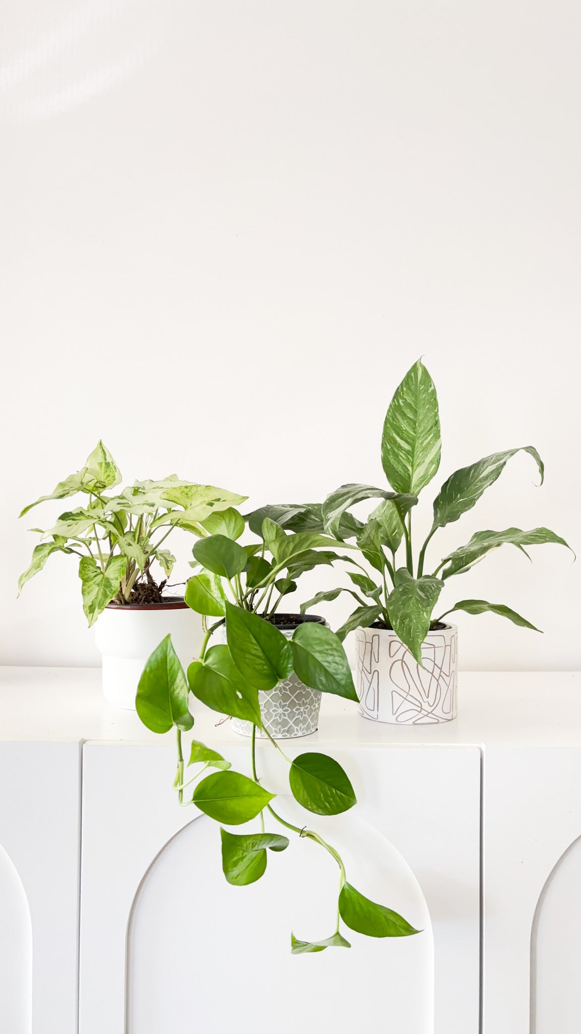 Build Your Own Bundle - 3 plants of your choice
