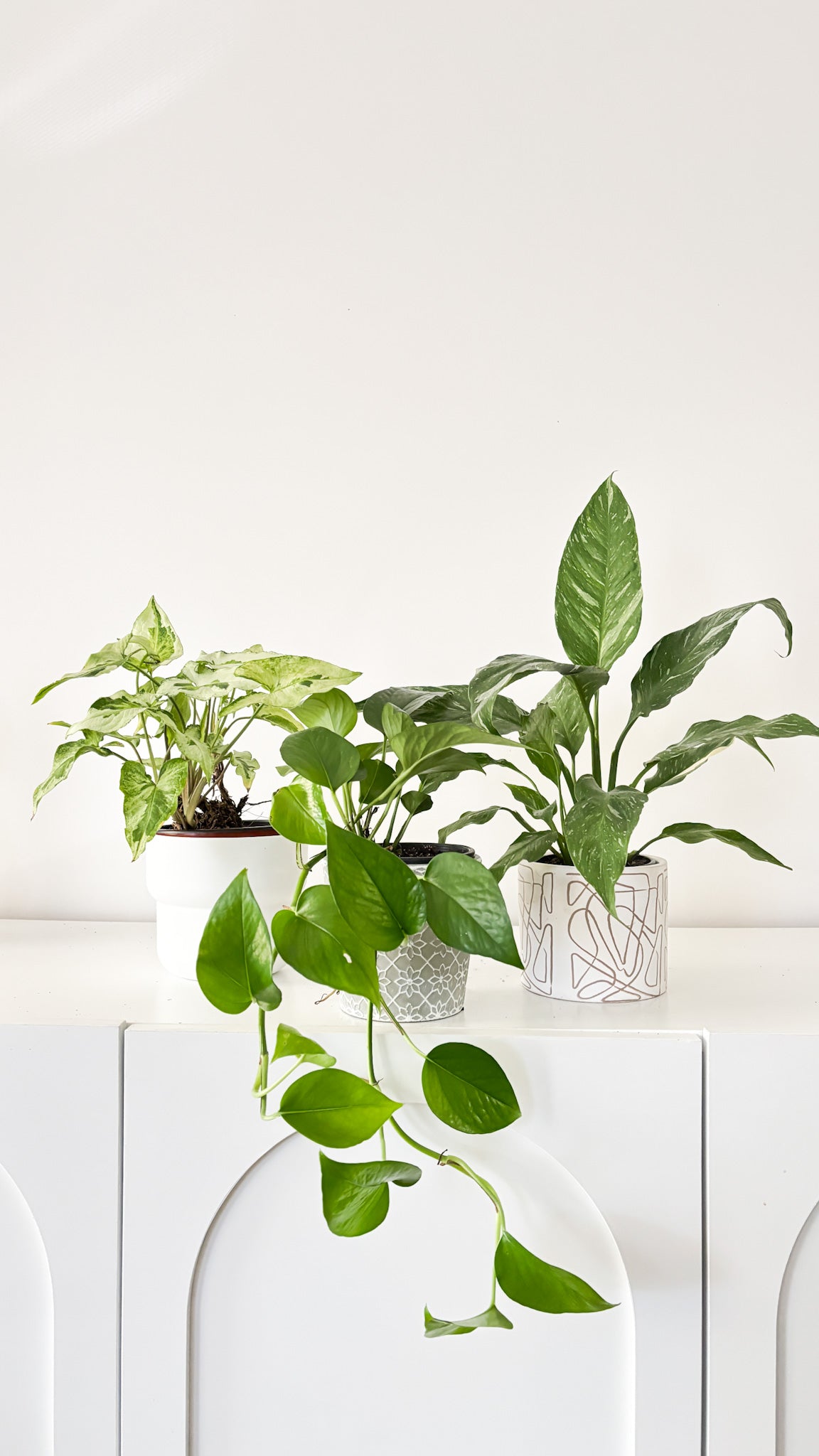 Build Your Own Bundle - 3 plants of your choice