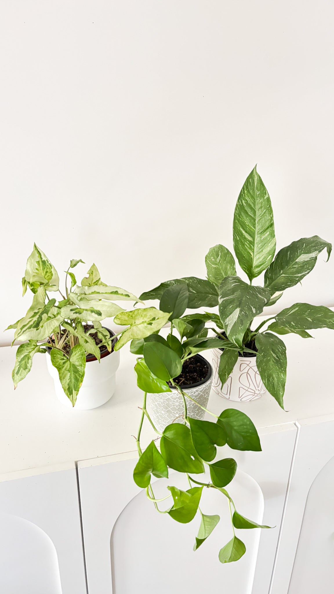 Build Your Own Bundle - 3 plants of your choice