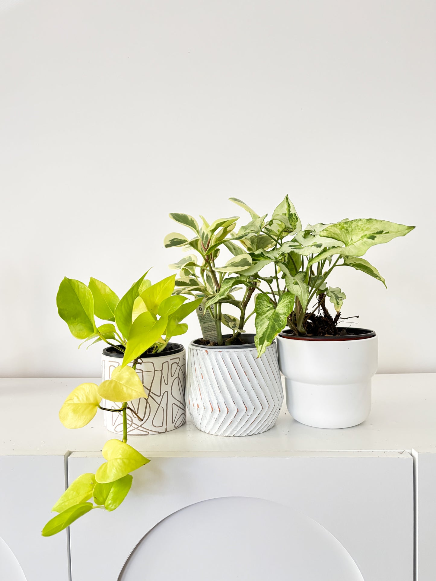 Build Your Own Bundle - 3 plants of your choice