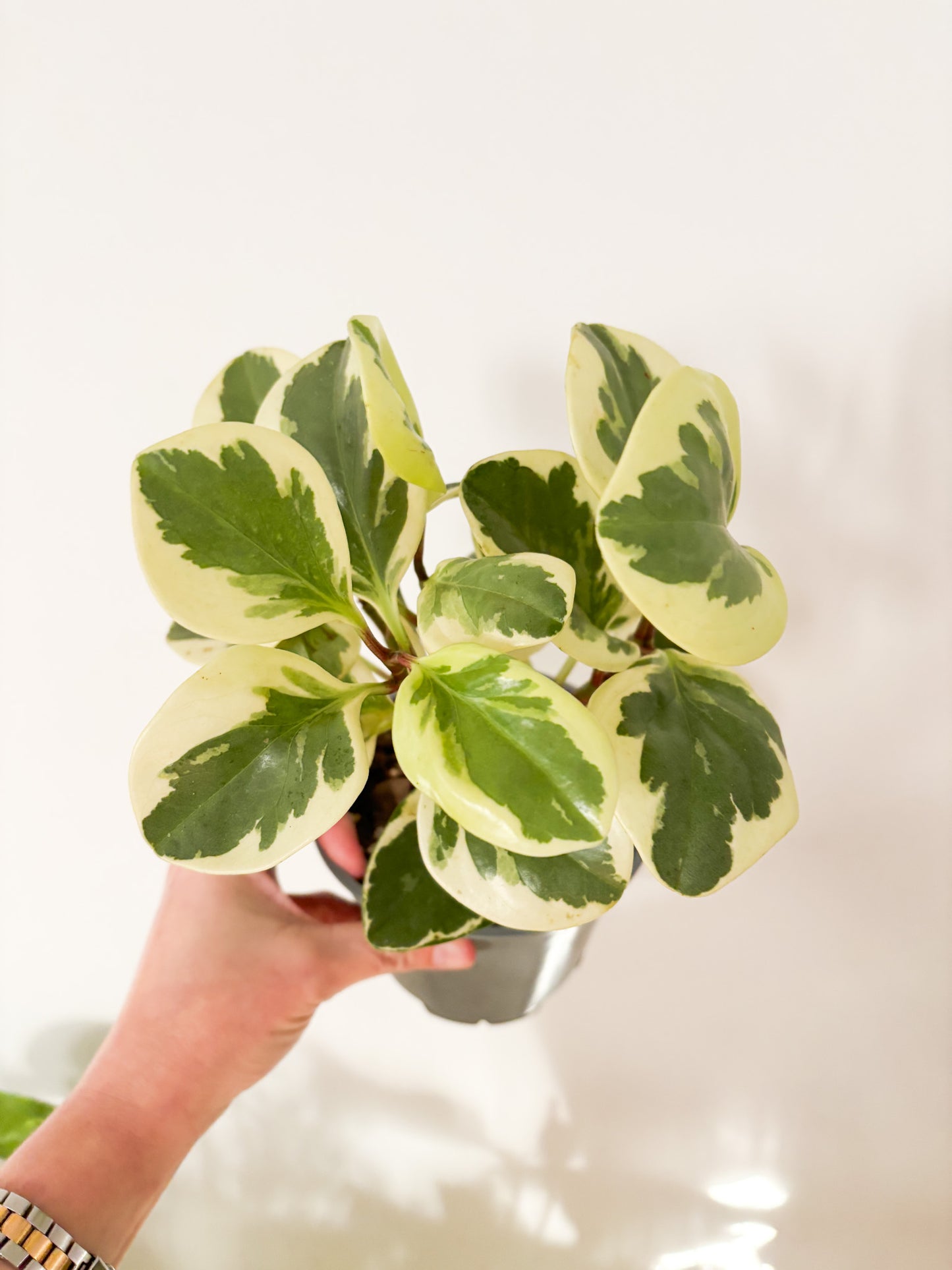 Peperomia Obtusifolia Variegated - Baby Rubber Plant