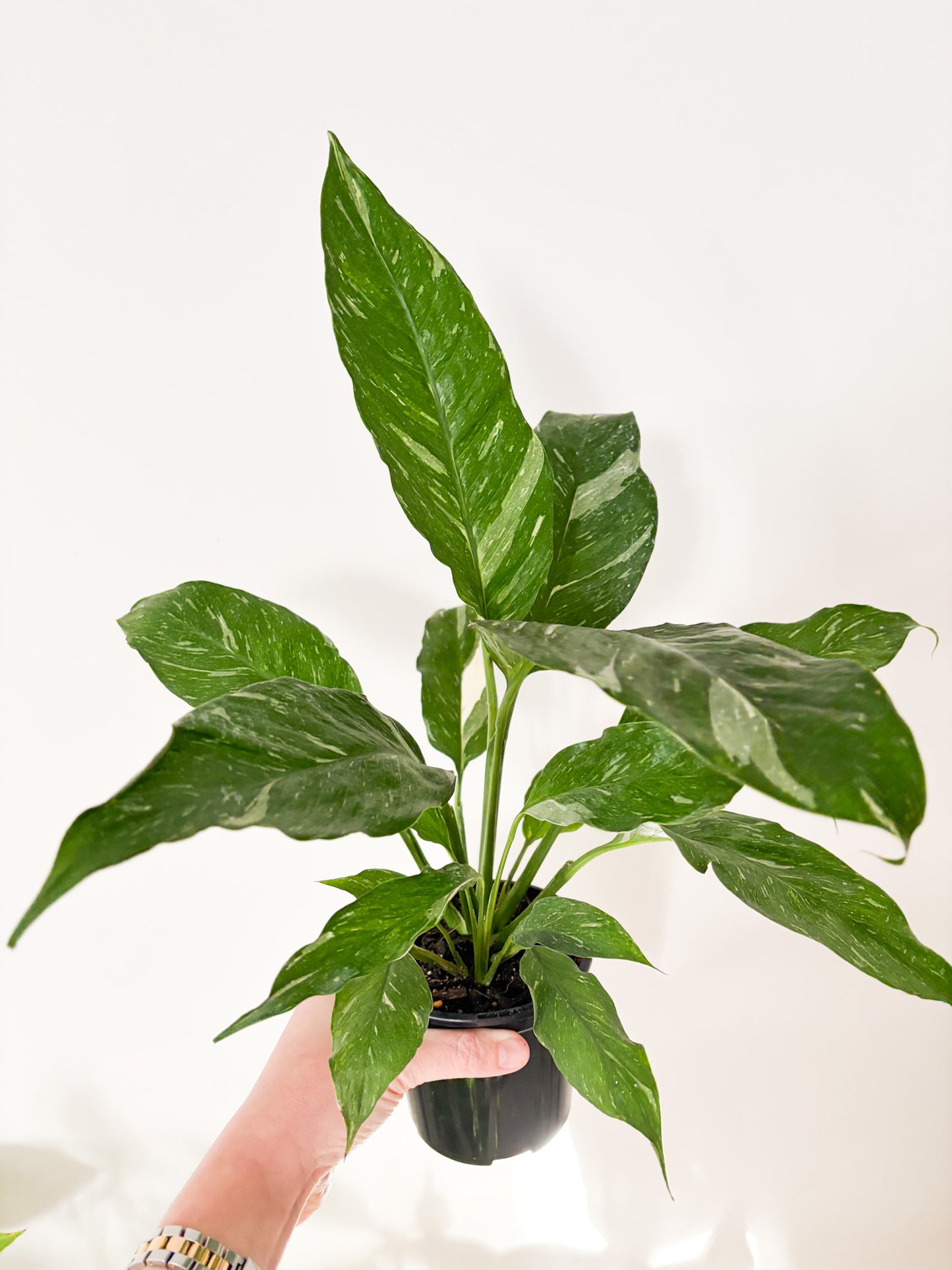 Variegated Peace Lily (Spathiphyllum Domino)